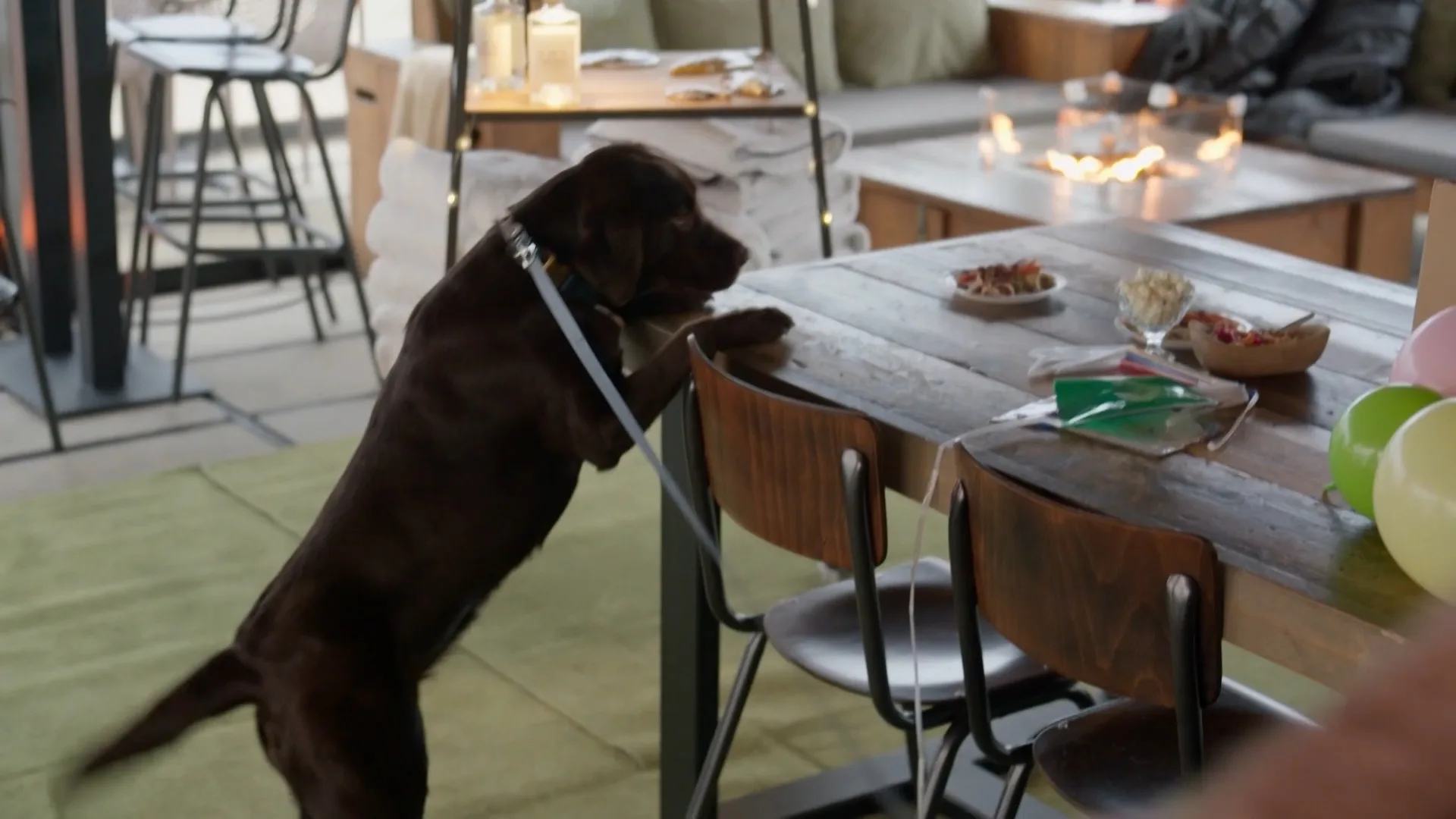 Luppien is jarig en dat moet groots gevierd worden