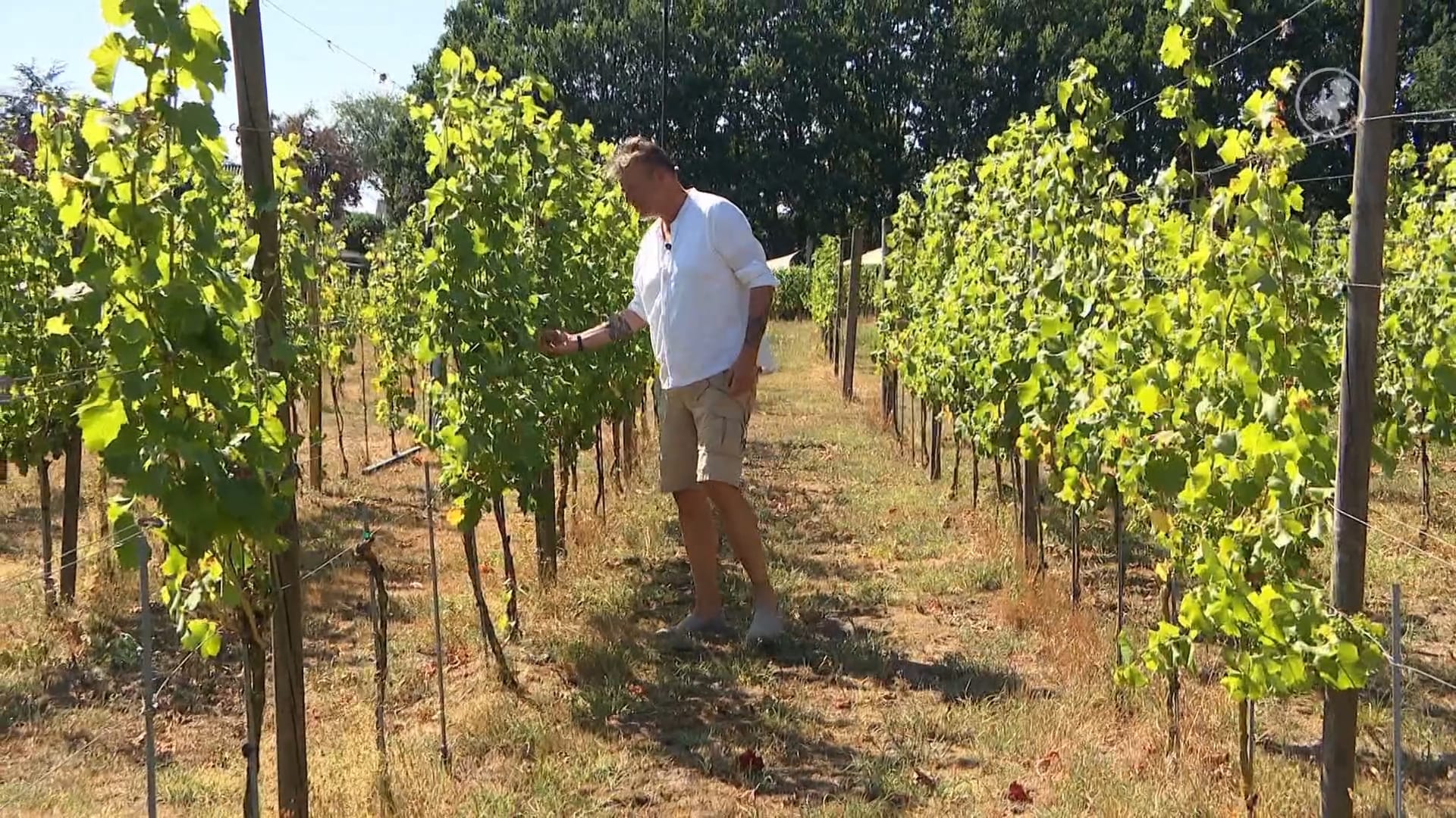 Wijnboeren blij met zomerhitte, uitstekend voor Pinot Noir