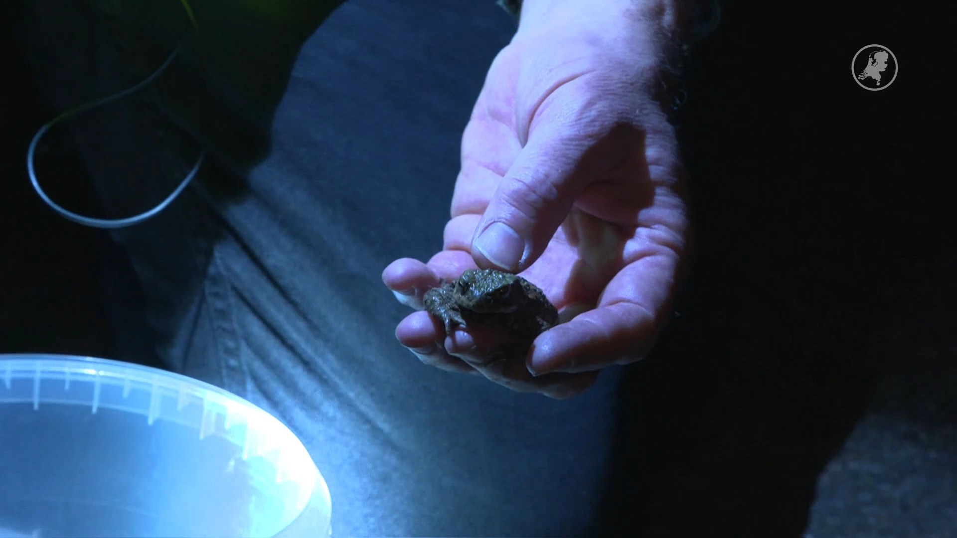 Padden in gevaar door hardloopdrukte in Den Haag
