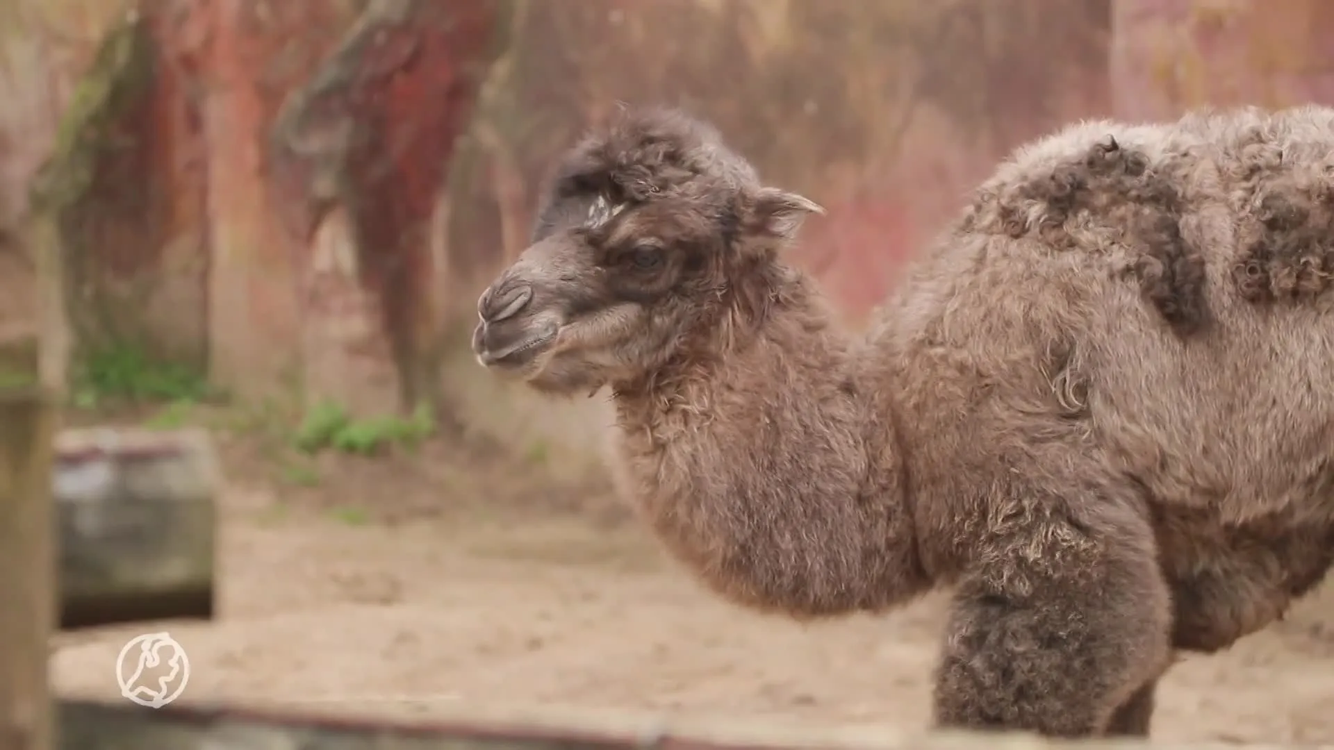 Wat schattig! Kameel geboren in DierenPark Amersfoort