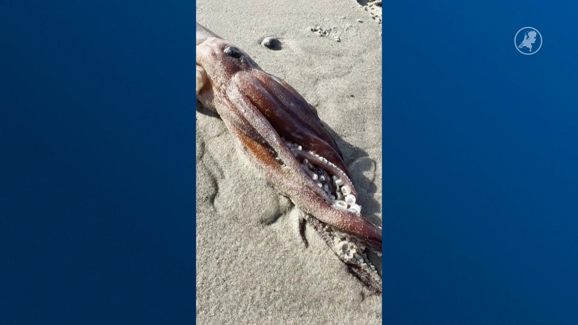 Opvallende vondst: tientallen pijlinktvissen langs Nederlandse kust