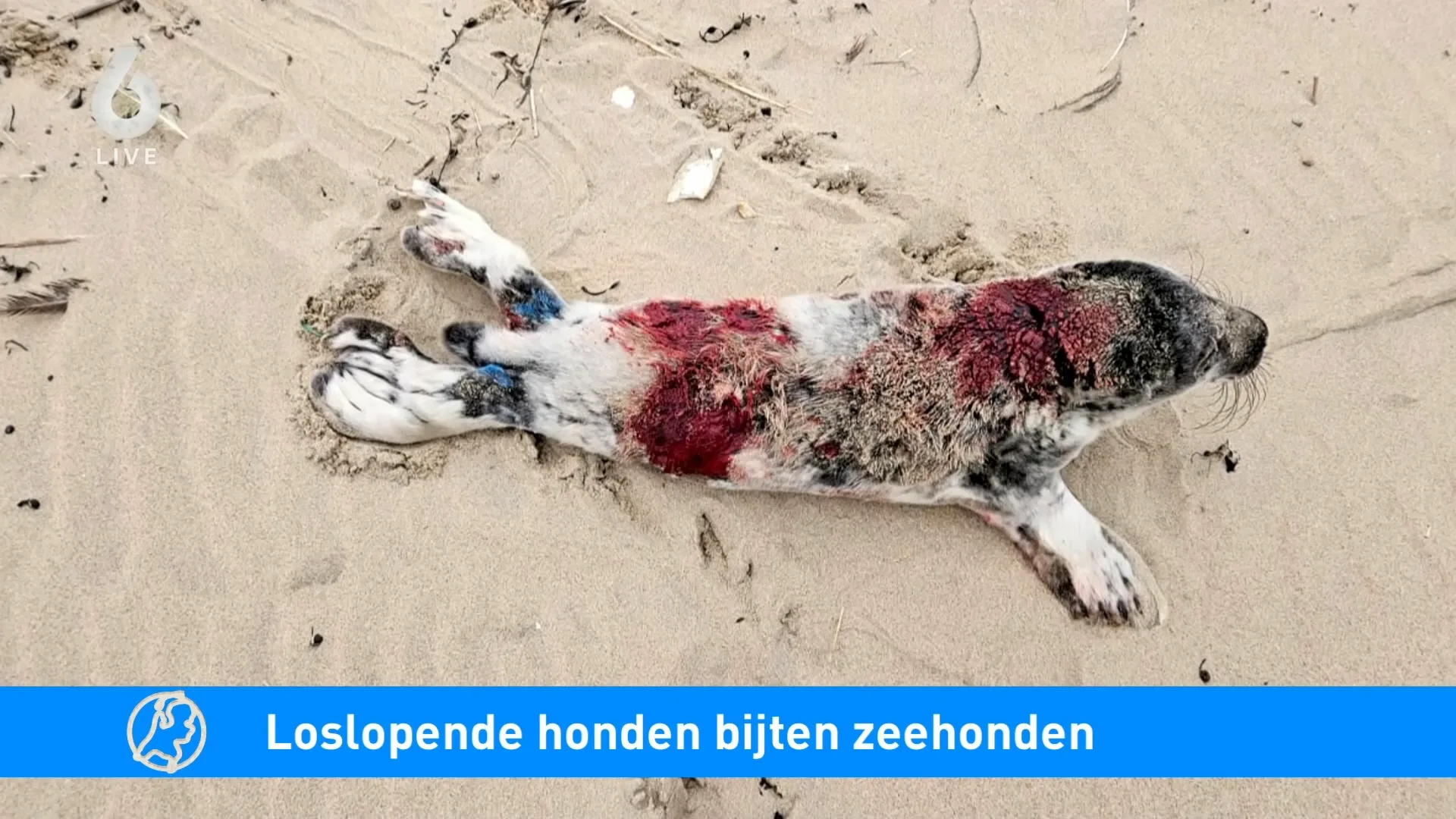 Zeehondenpups op strand gebeten door honden, dierenambulance waarschuwt baasjes