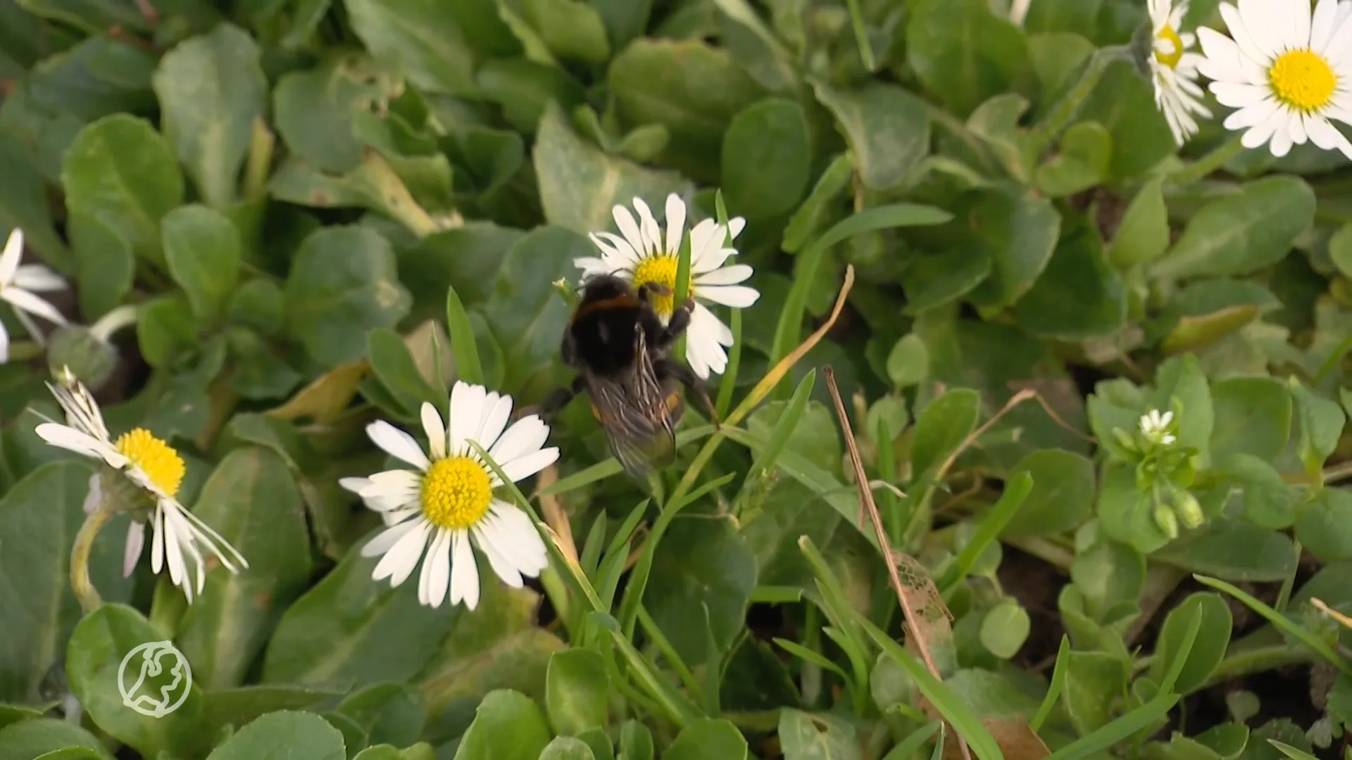 Eerste officiële lentedag is een feit: warmste 15 februari ooit gemeten