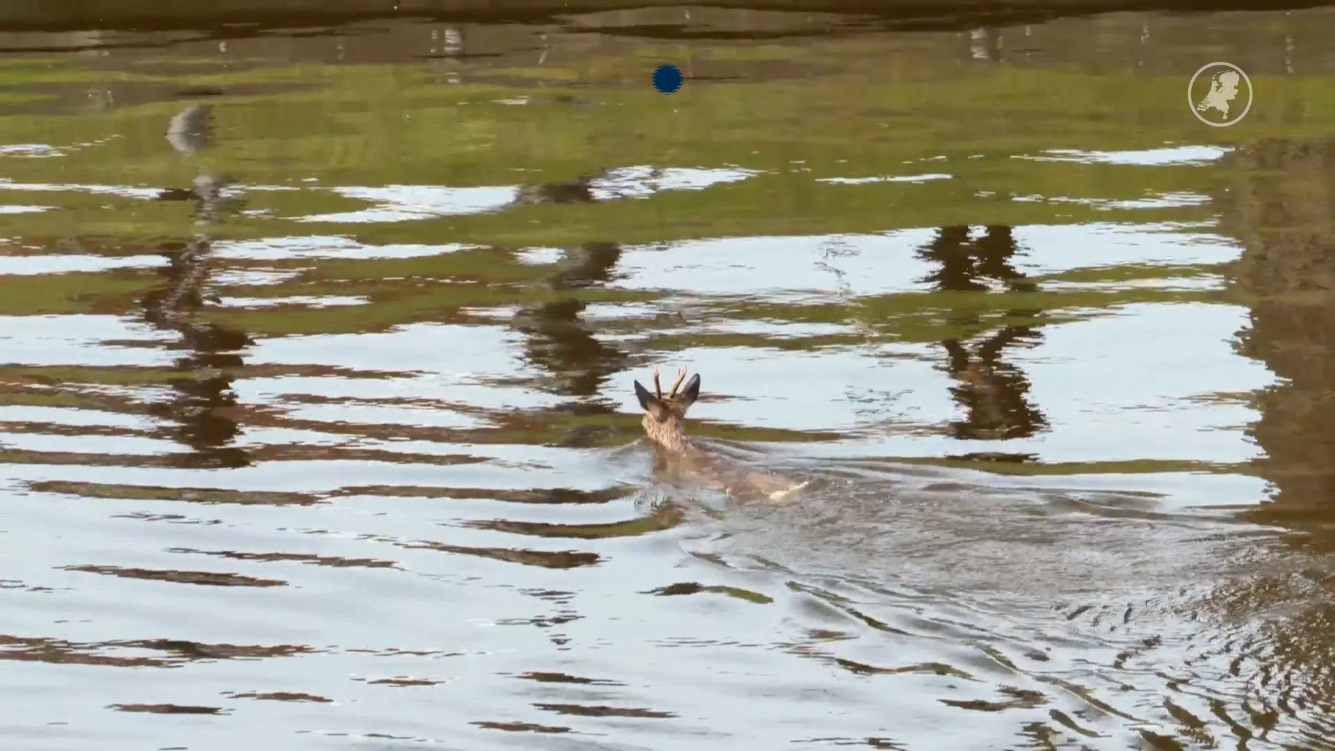 Ree beland in stadsgracht Leeuwarden