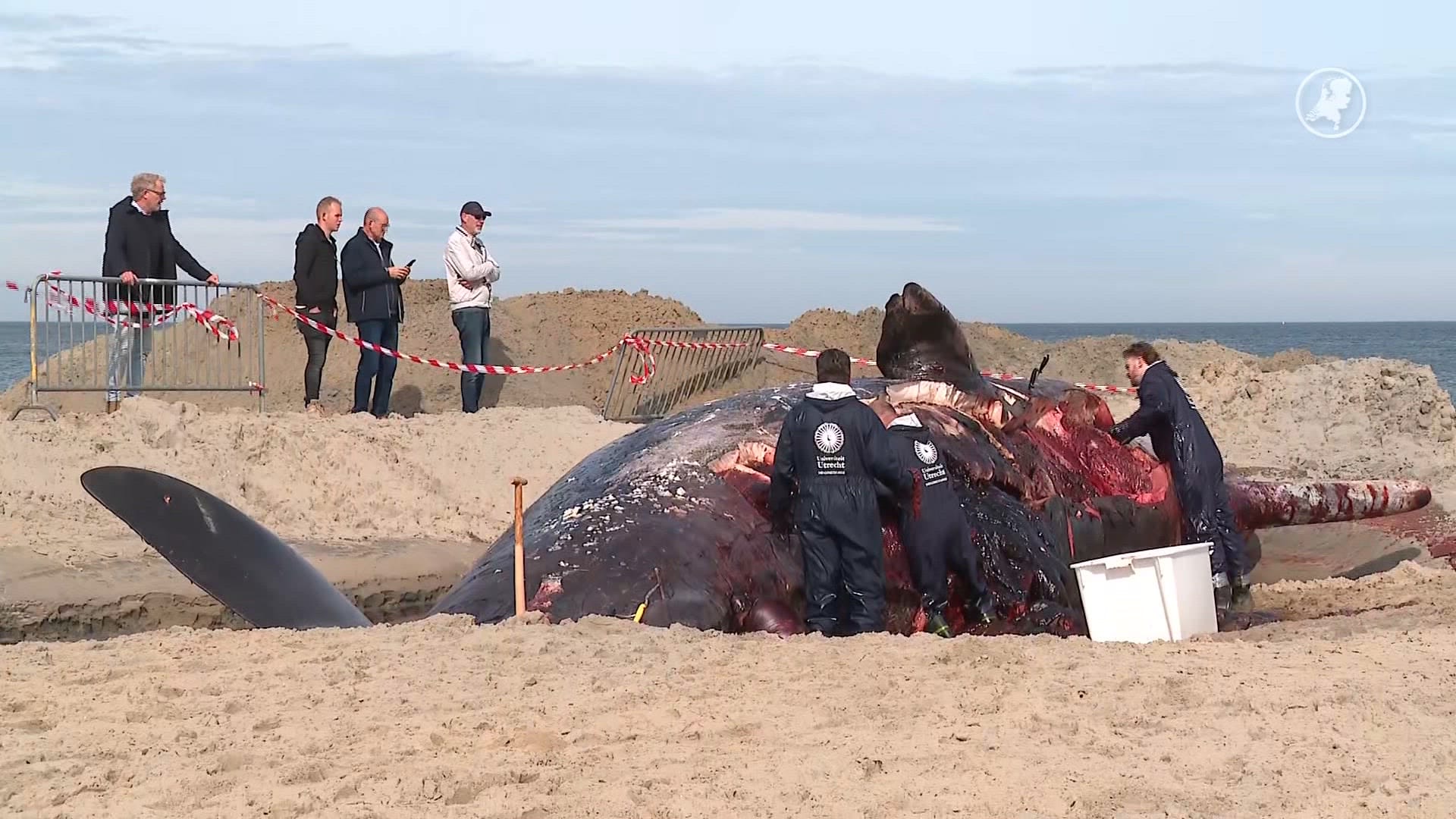 Onderzoek naar doodsoorzaak aangespoelde potvis in Renesse