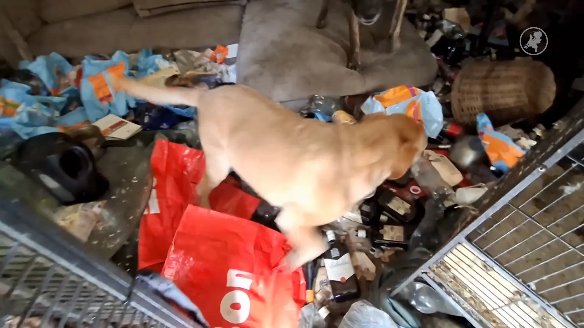 Zestien dieren weggehaald uit zwaar vervuilde woning in Elburg