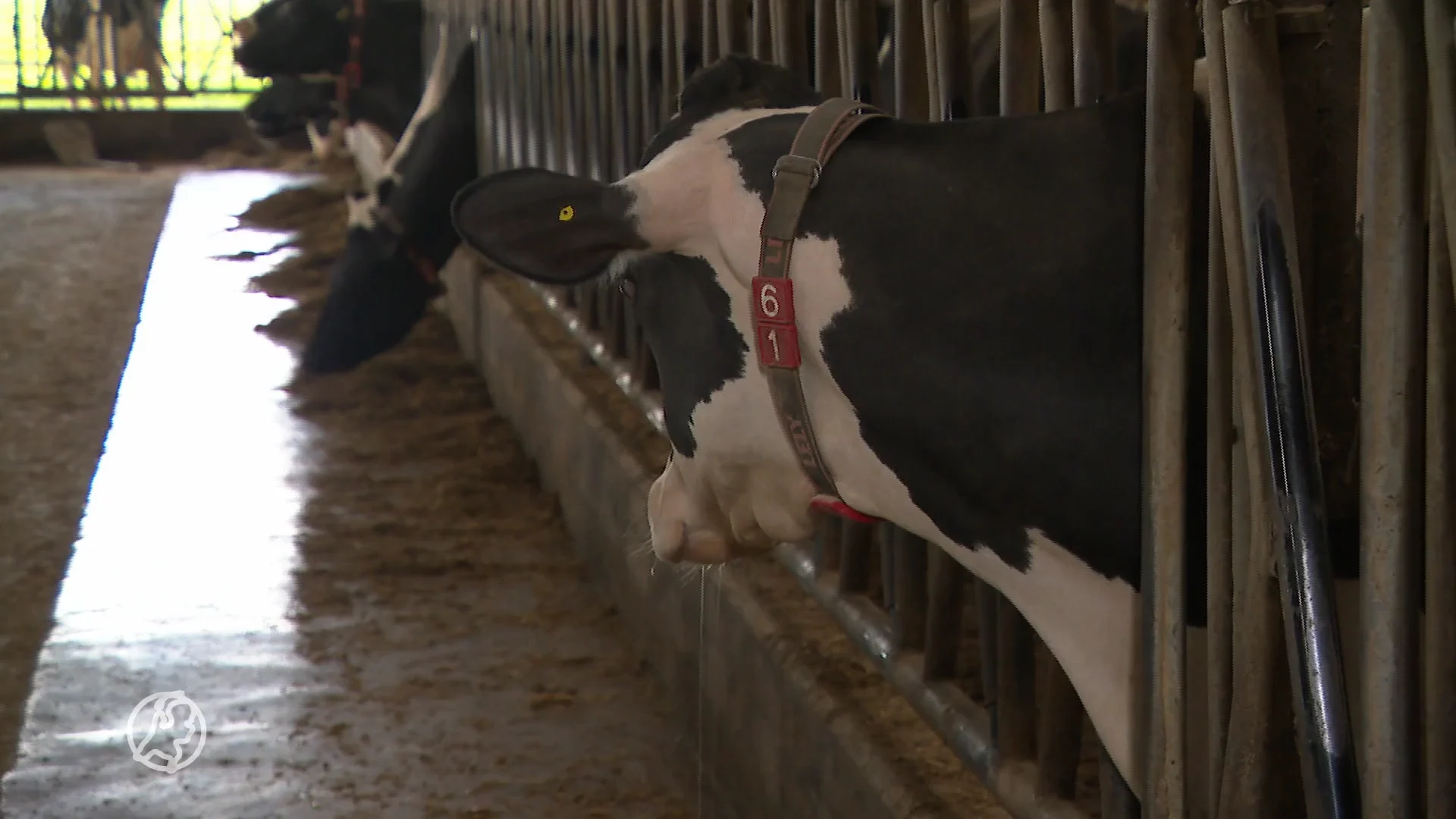 Plan boerenorganisaties: vrijwillig inkrimpen in ruil voor geld