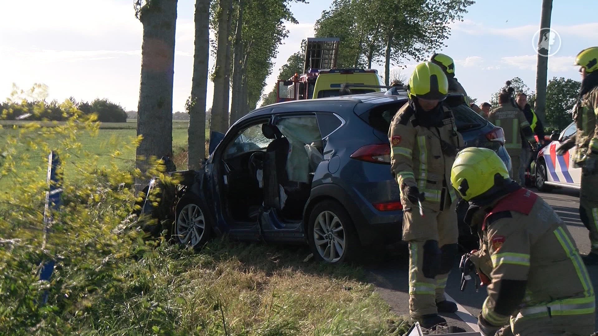 Hondje overleden bij verkeersongeval in Scharendijke