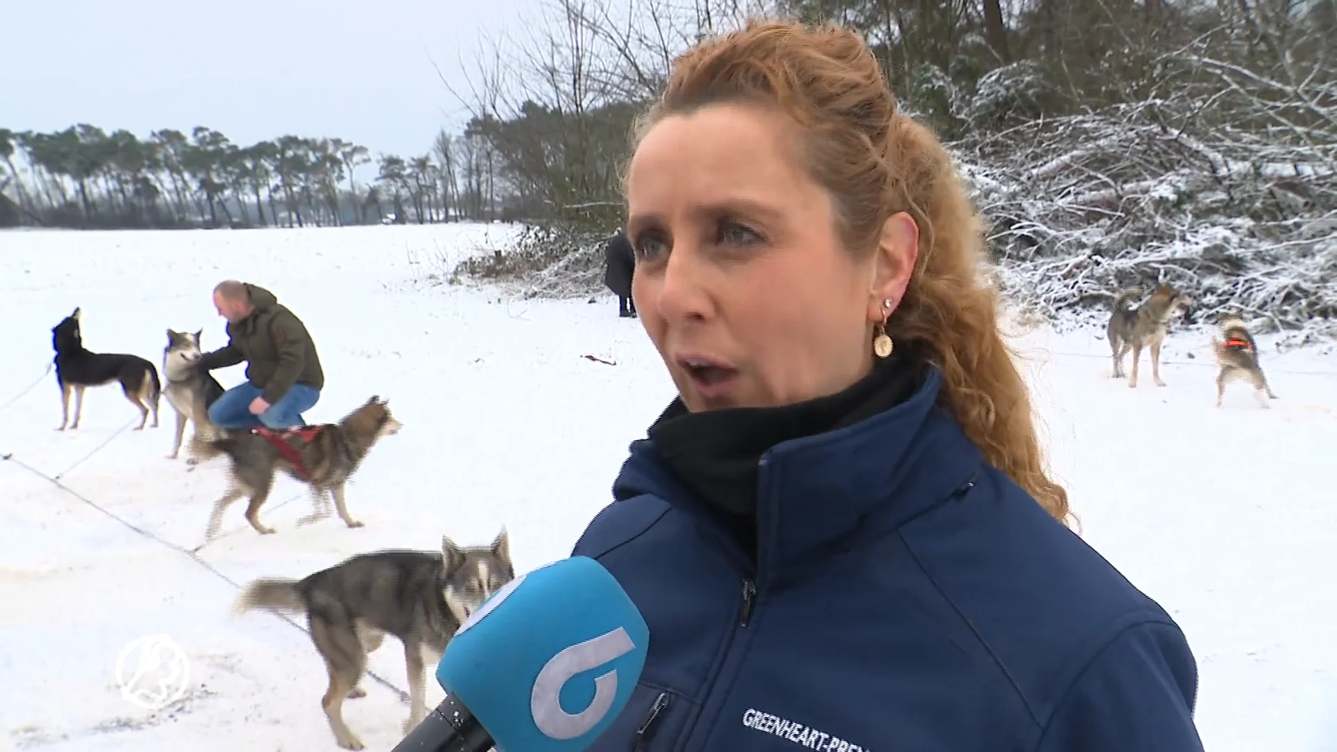 Op een hondenslee door het 'Limburgse Lapland': 'We zijn helemaal volgeboekt'
