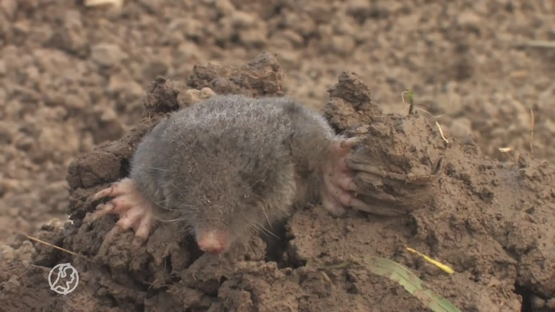 Dit weekeinde is weer de jaarlijkse mollentelling