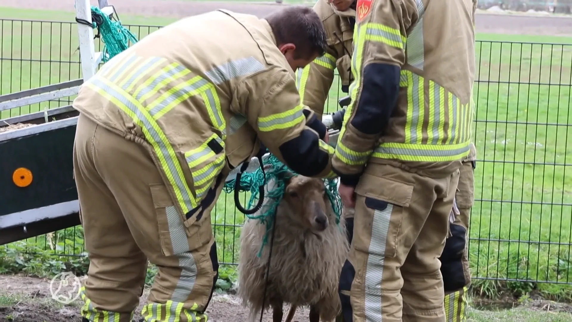 Brandweer bevrijdt schaap uit benarde positie