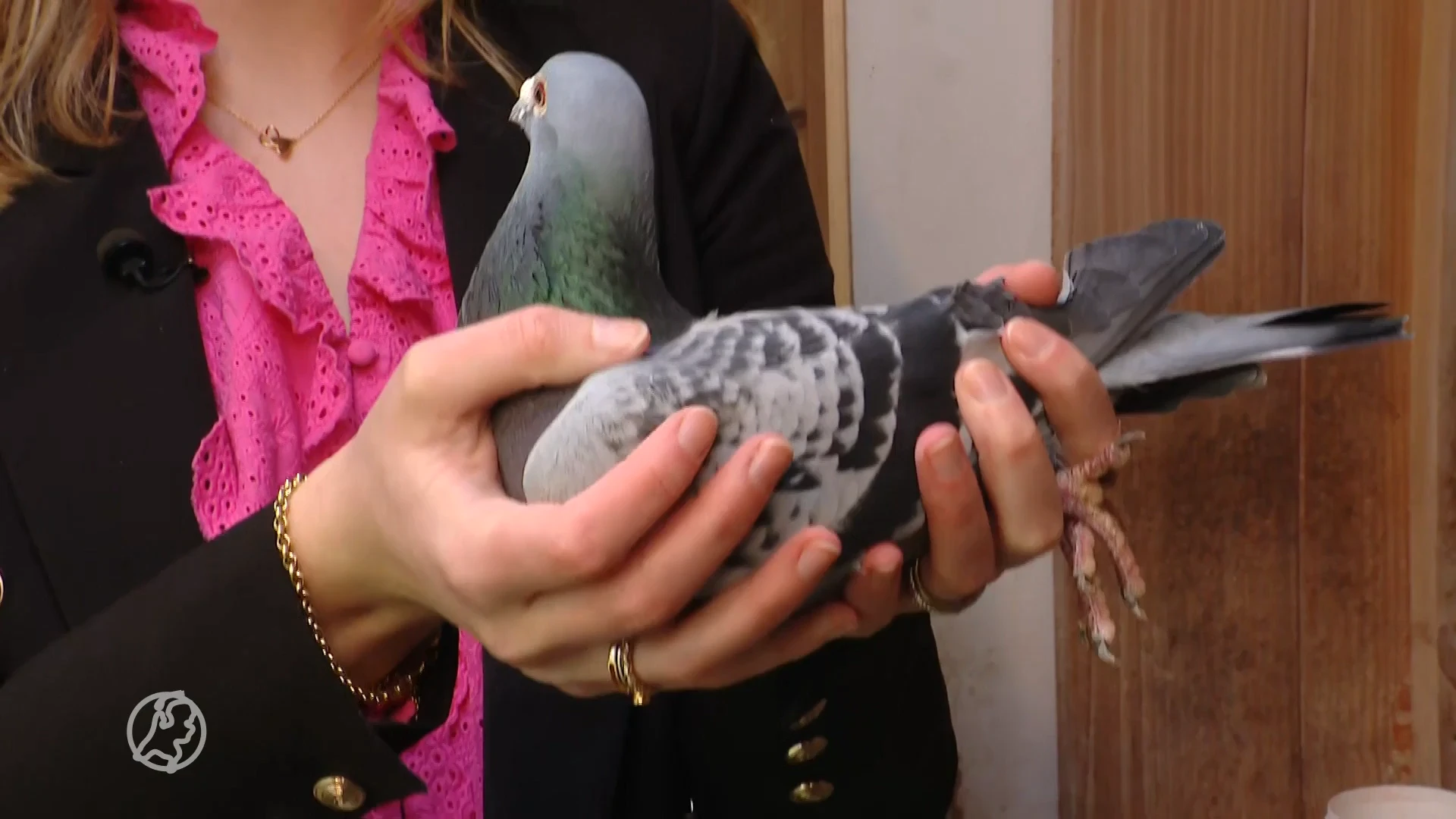 Annemijn en Carlijn zijn duivenmelkers: 'Kropen als jonge meisjes al door duivenhok'