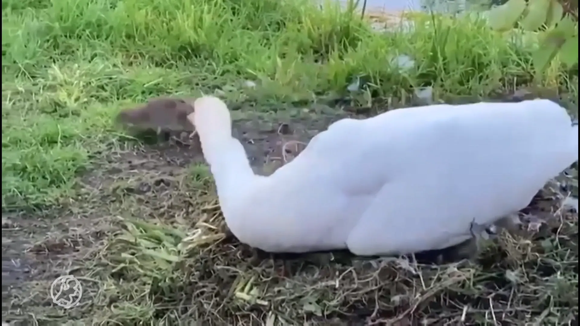 Zwaan beschermt nest tegen rat