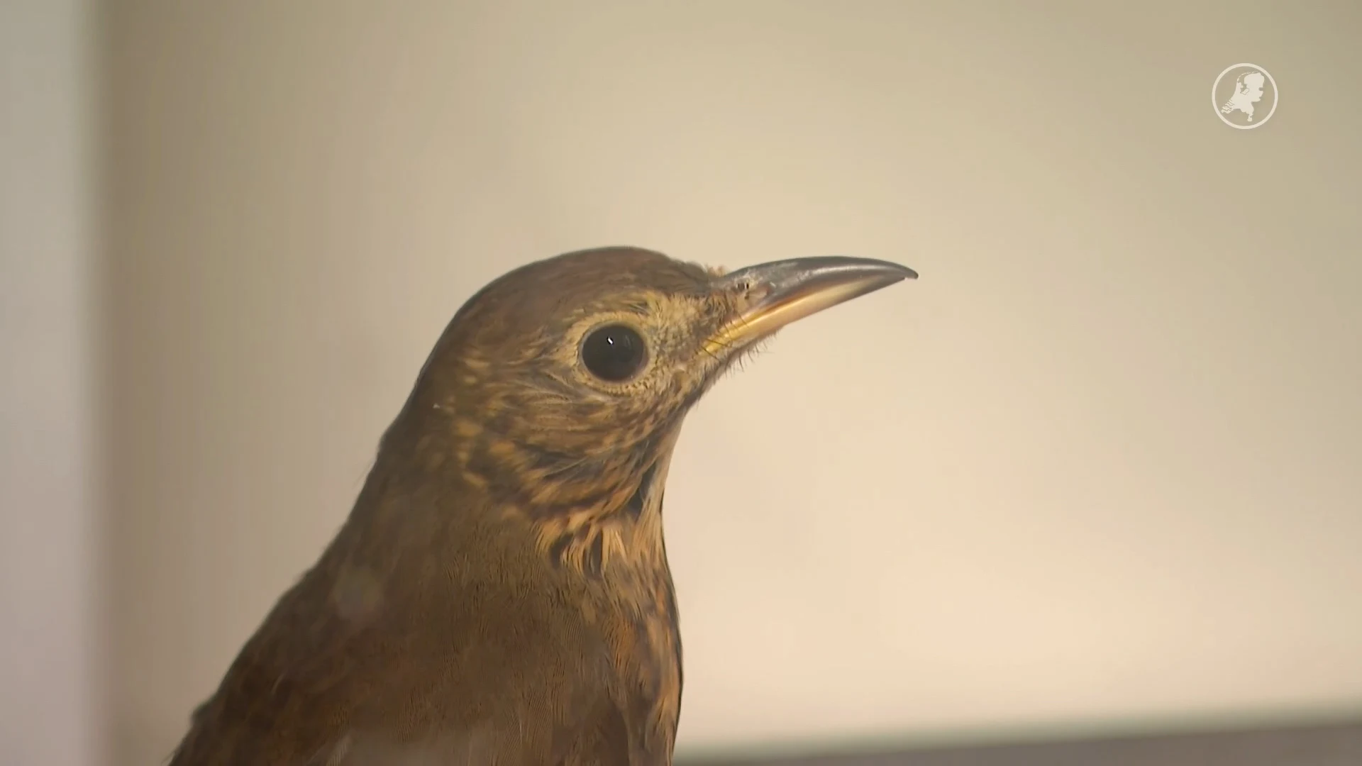 Wilde zanglijster zat jaar lang in huis, vogelopvang geschokt