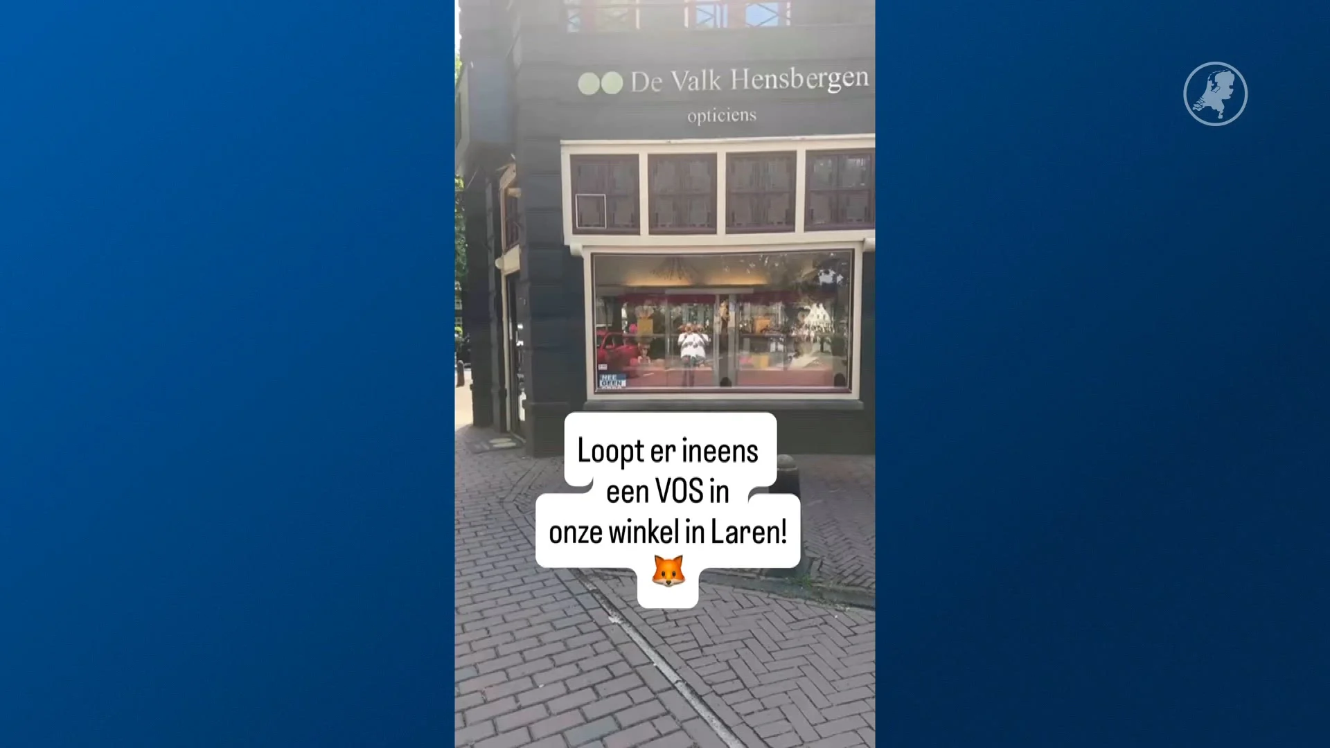 Verdwaalde vos loopt opticien binnen: beelden gaan viraal