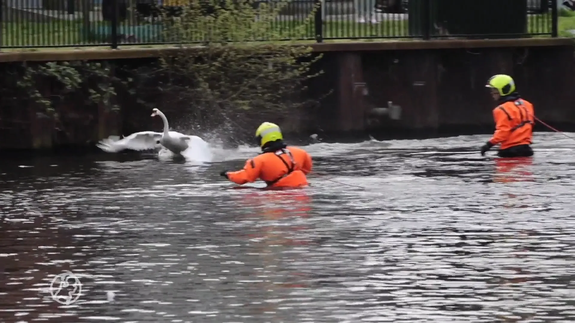 Brandweer bevrijdt vastzittende zwanen uit kleine sloot in Leidschendam