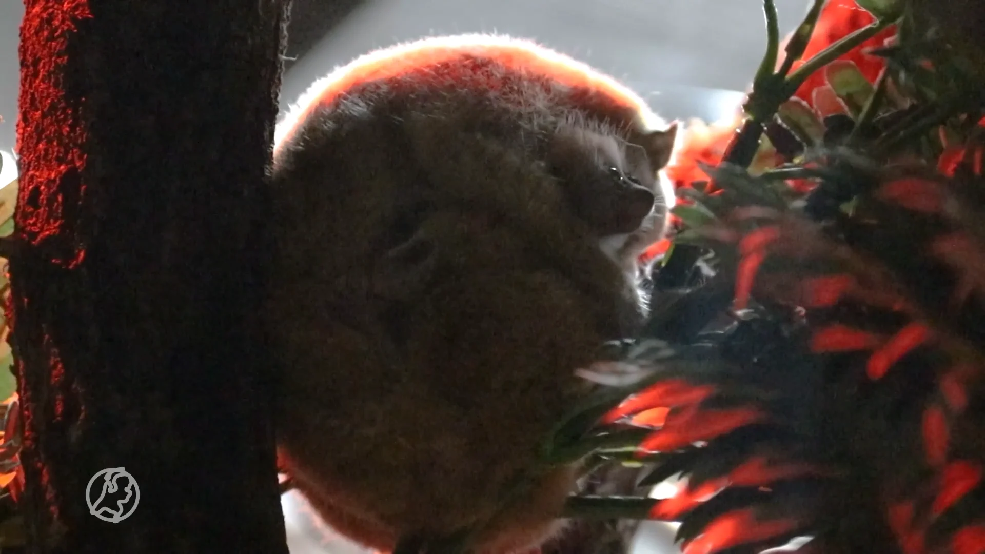 Giftige plompe lori-tweeling geboren in DierenPark Amersfoort