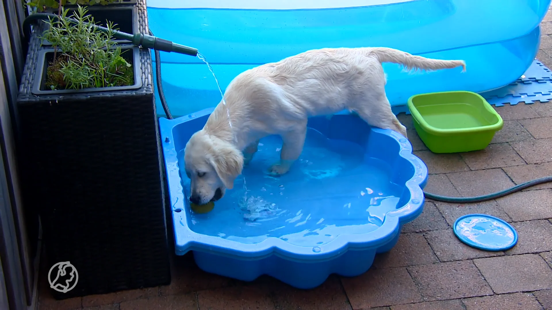 Gazon besproeien of zwembadje vullen? Vitens werkt aan duurder water voor 'comfortgebruik'