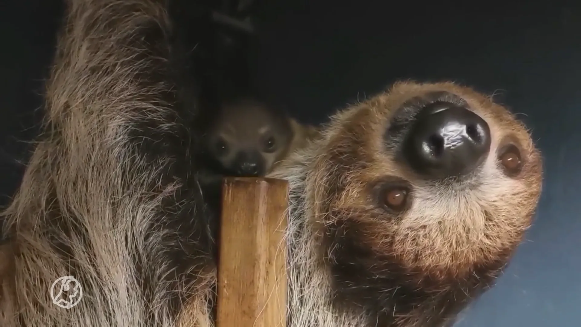 Schattige beelden: tweevingerige luiaard geboren in Apenheul