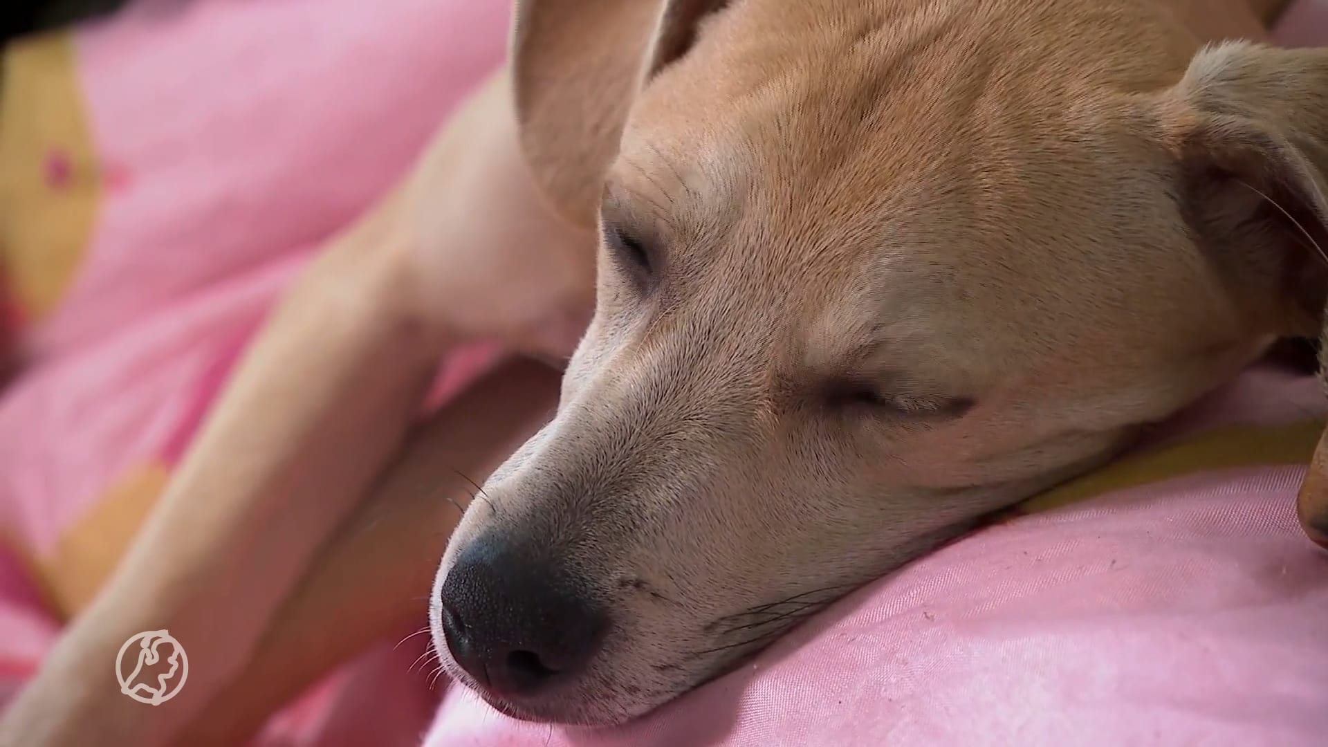 zieke honden uit het buitenland in Nederlandse opvang geplaatst