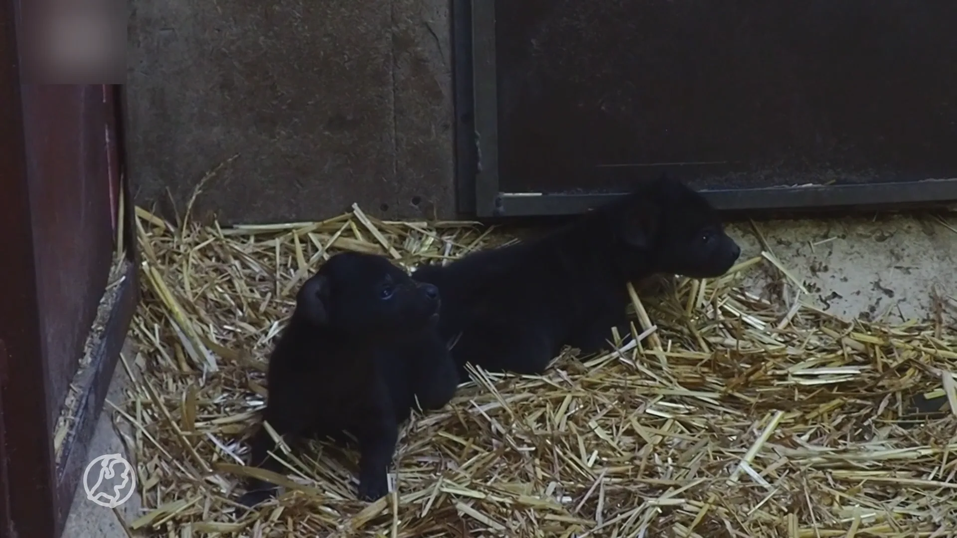 Schattige beelden: twee gevlekte hyena's geboren