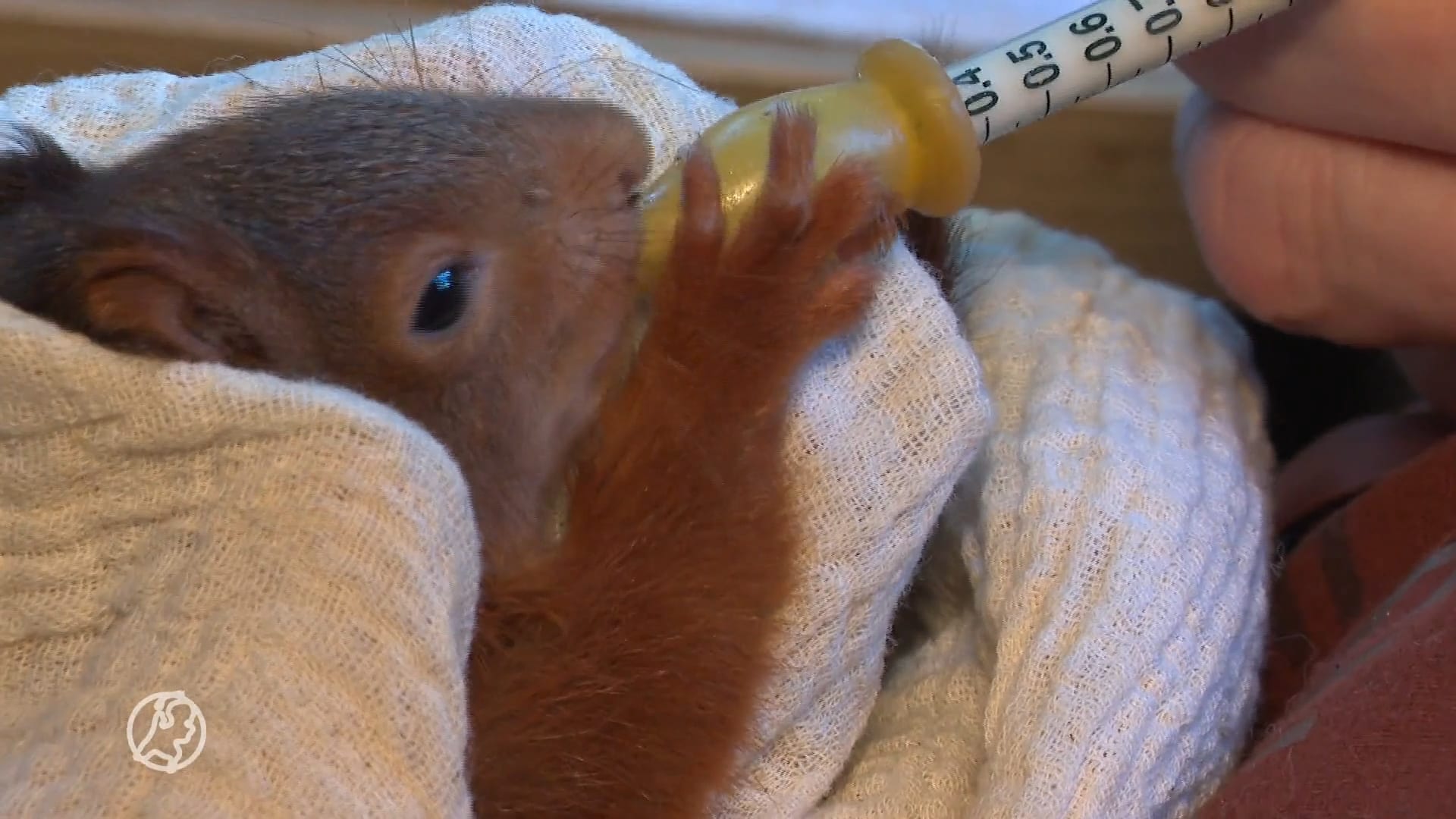 Grappig verhaal blijkt juist heel zielig: "Het eekhoorntje bleef mij maar volgen"
