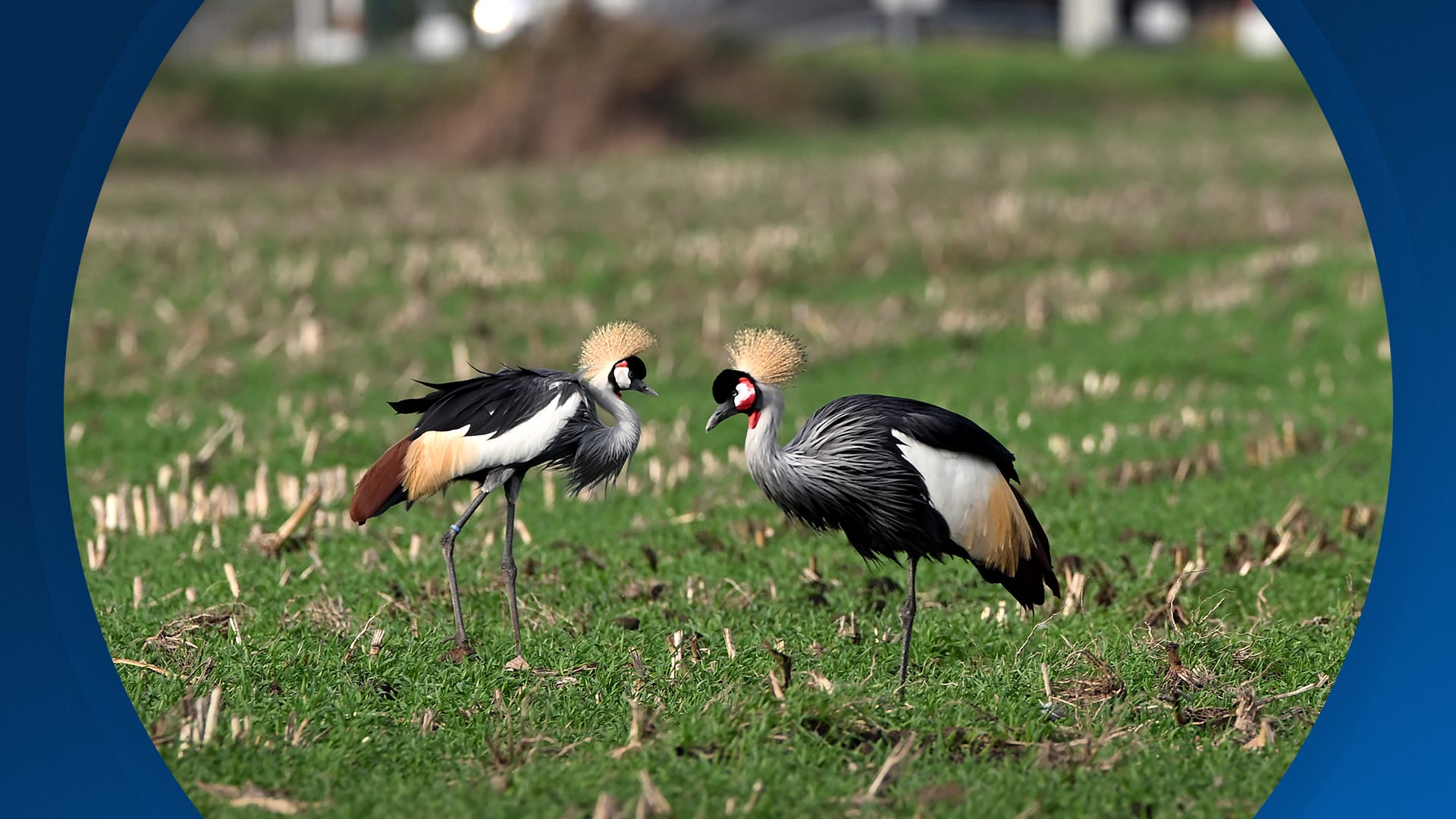 Seizoen 2026, aflevering 24