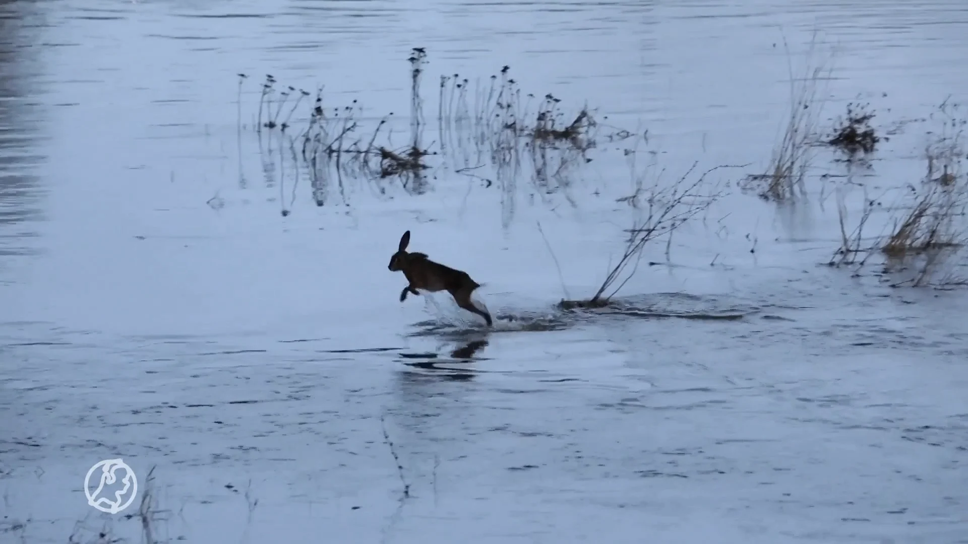 Brandweer redt dieren uit uiterwaarden