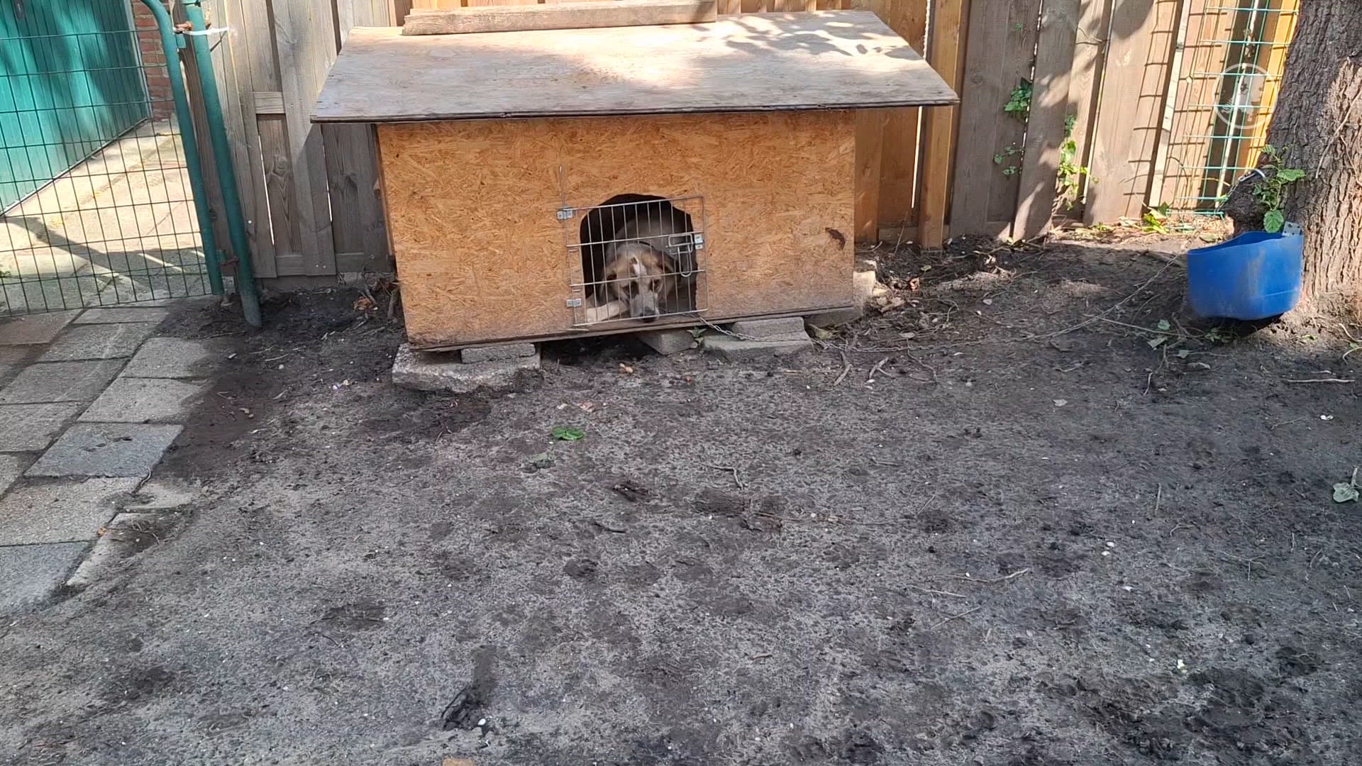 Hond in Zaandam ernstig verwaarloosd