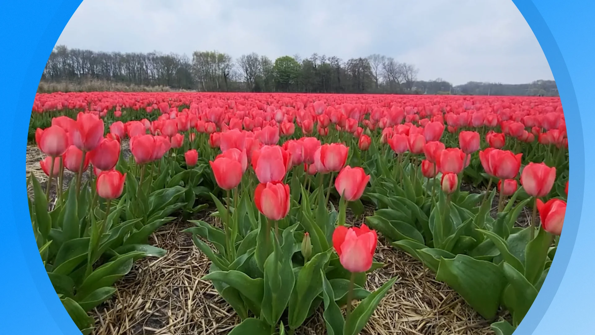 Seizoen 2026, aflevering 1645