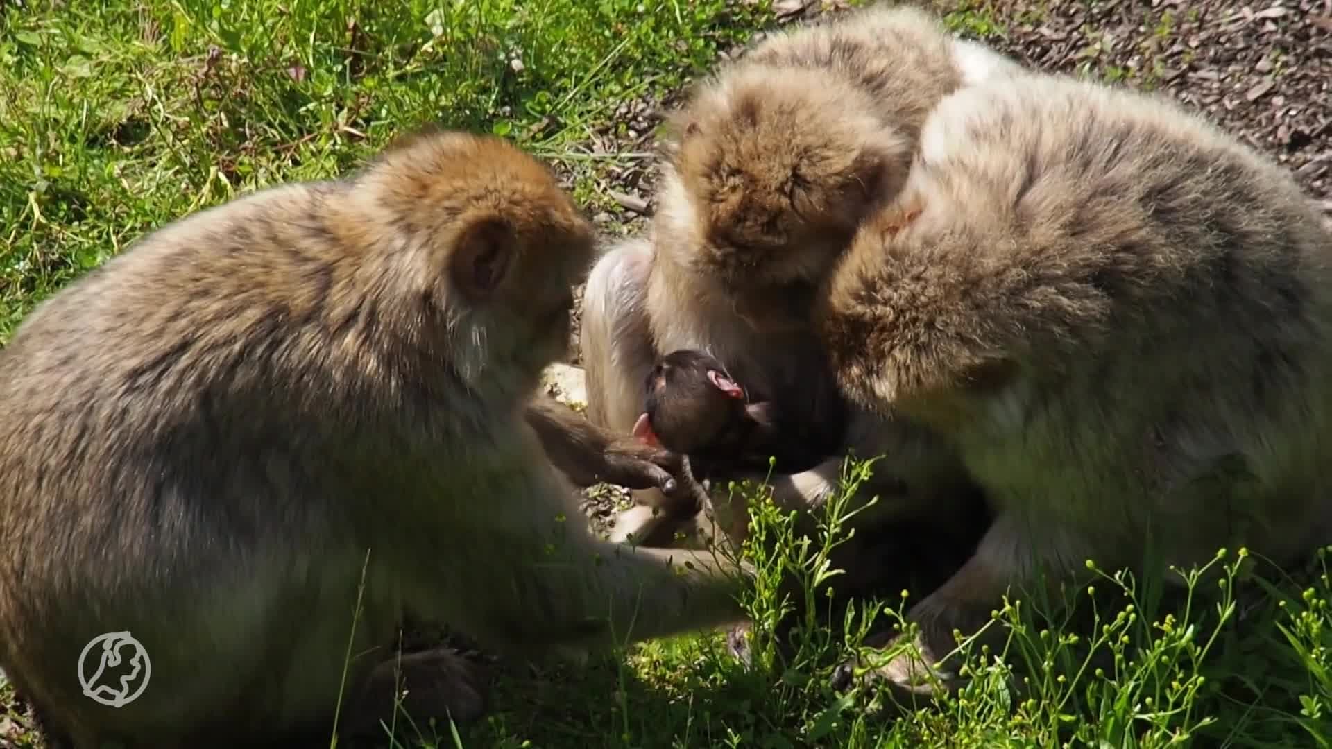 Twee berberaapjes geboren in GaiaZOO