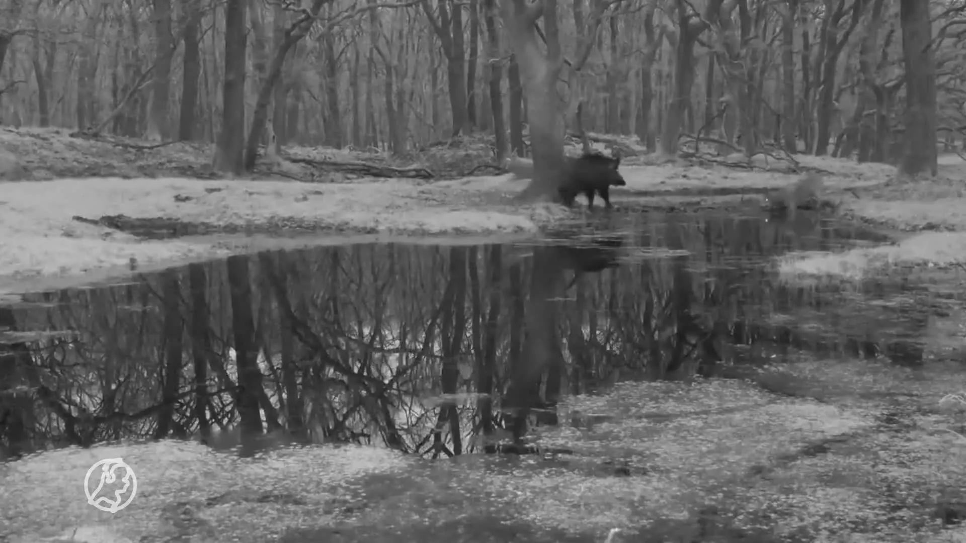 Vijf wolvenwelpjes oefenen jacht, omsingelen en besluipen zwijn