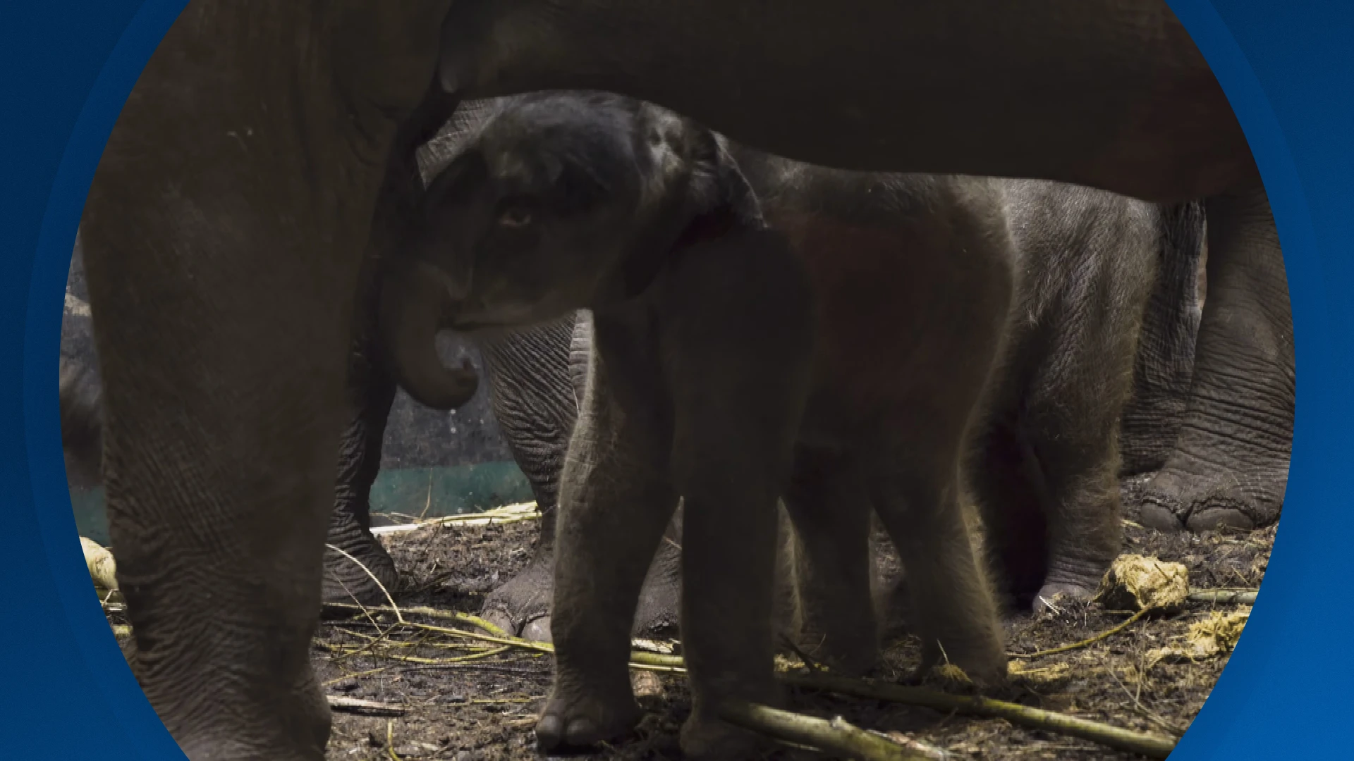 Seizoen 2026, aflevering 28