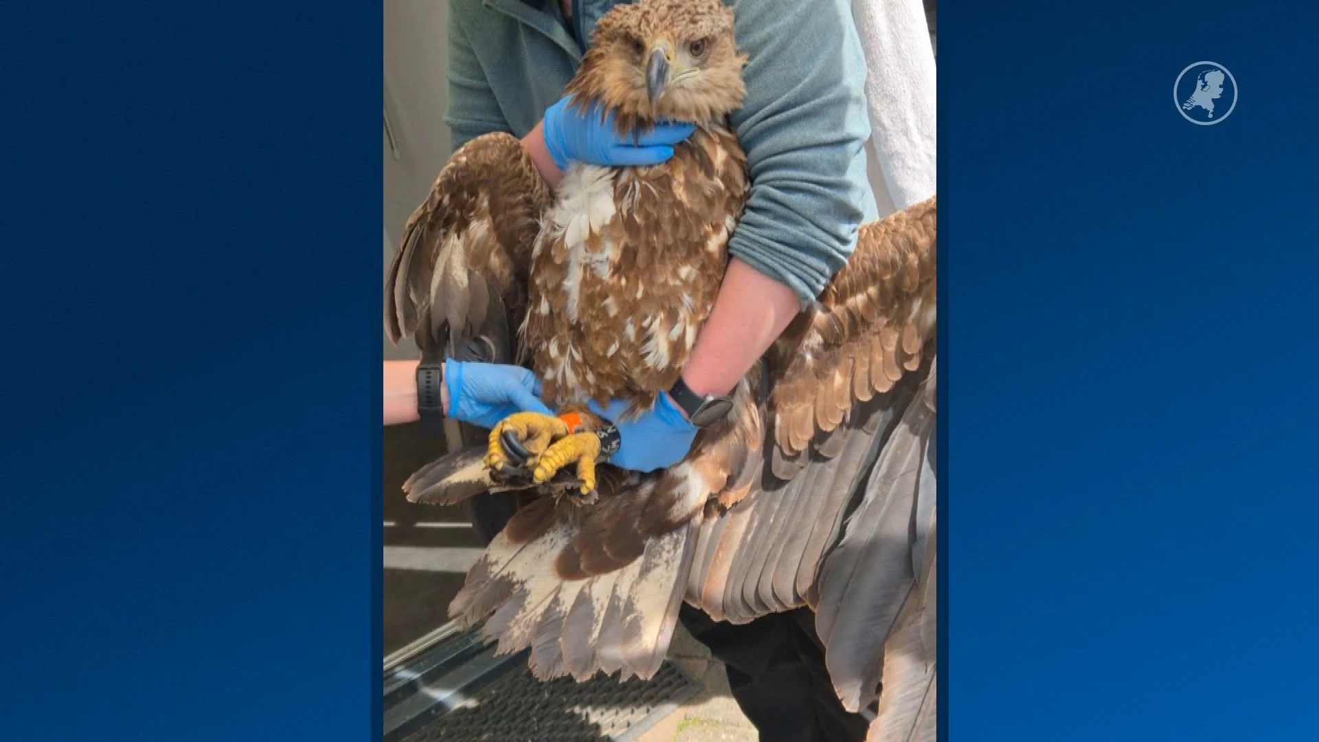 Opnieuw zeearend gedood door windturbine