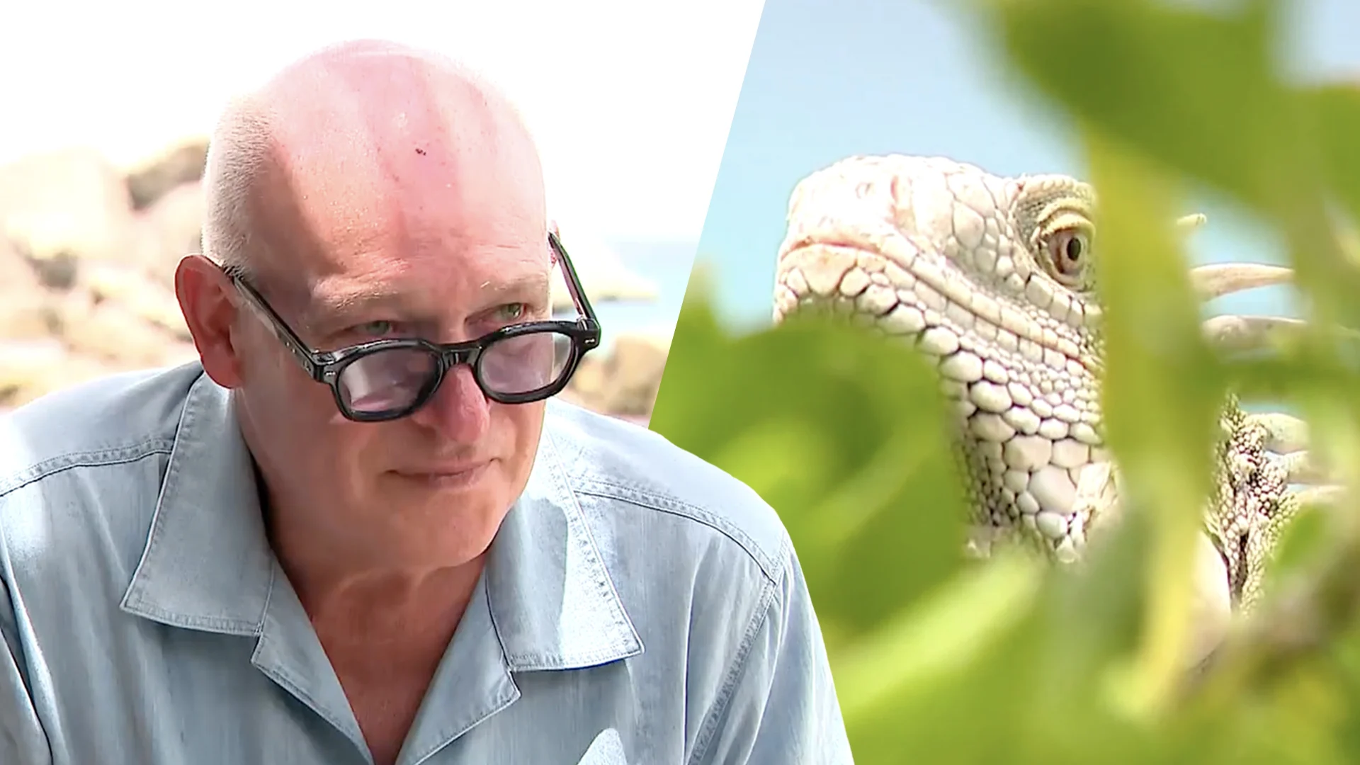 De Krantjes: René van der Gijp vertelt op geheel eigen wijze over het eten van leguaan: 'Boomkip!'