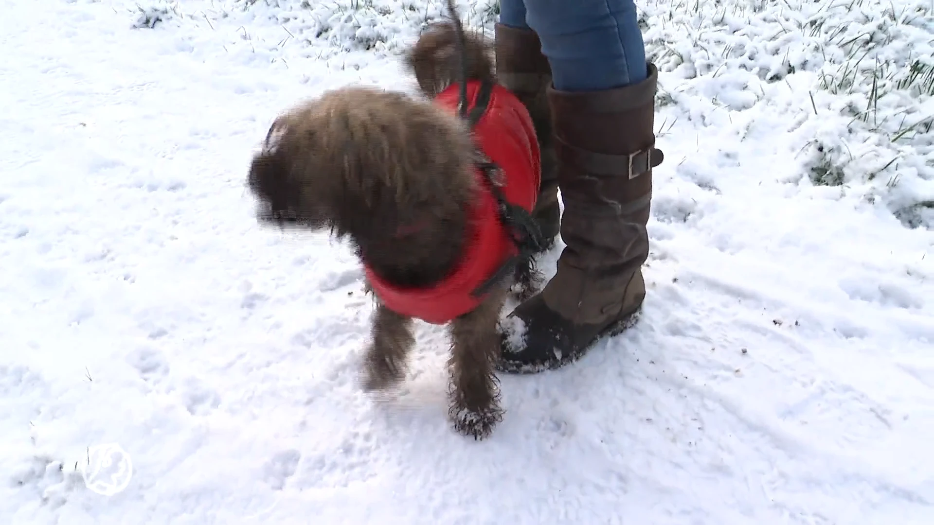 Hondenjasje, echt nodig of pure modetrend?
