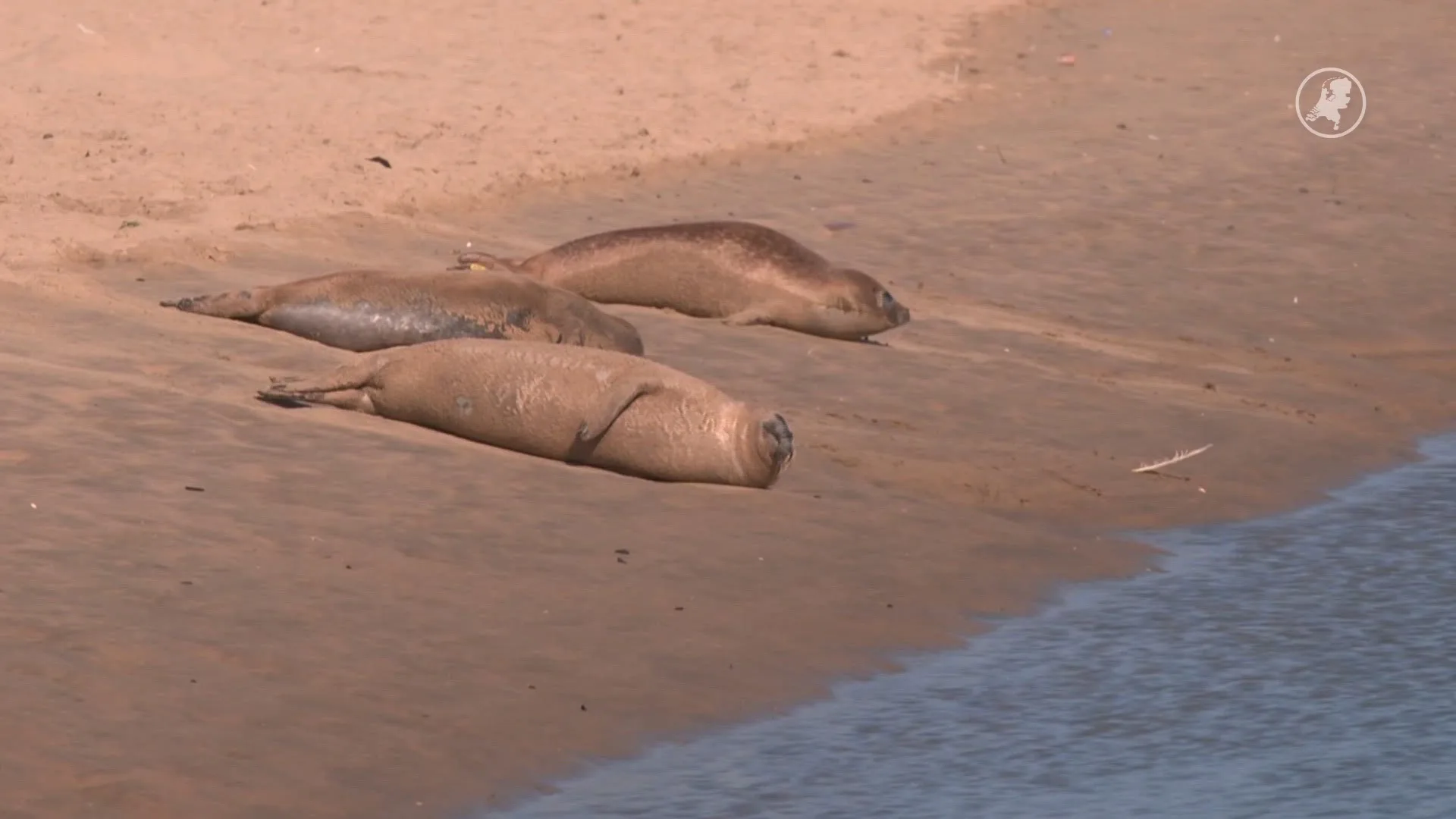 Zeehonden gespot op strand Katwijk, reddingsbrigade waarschuwt