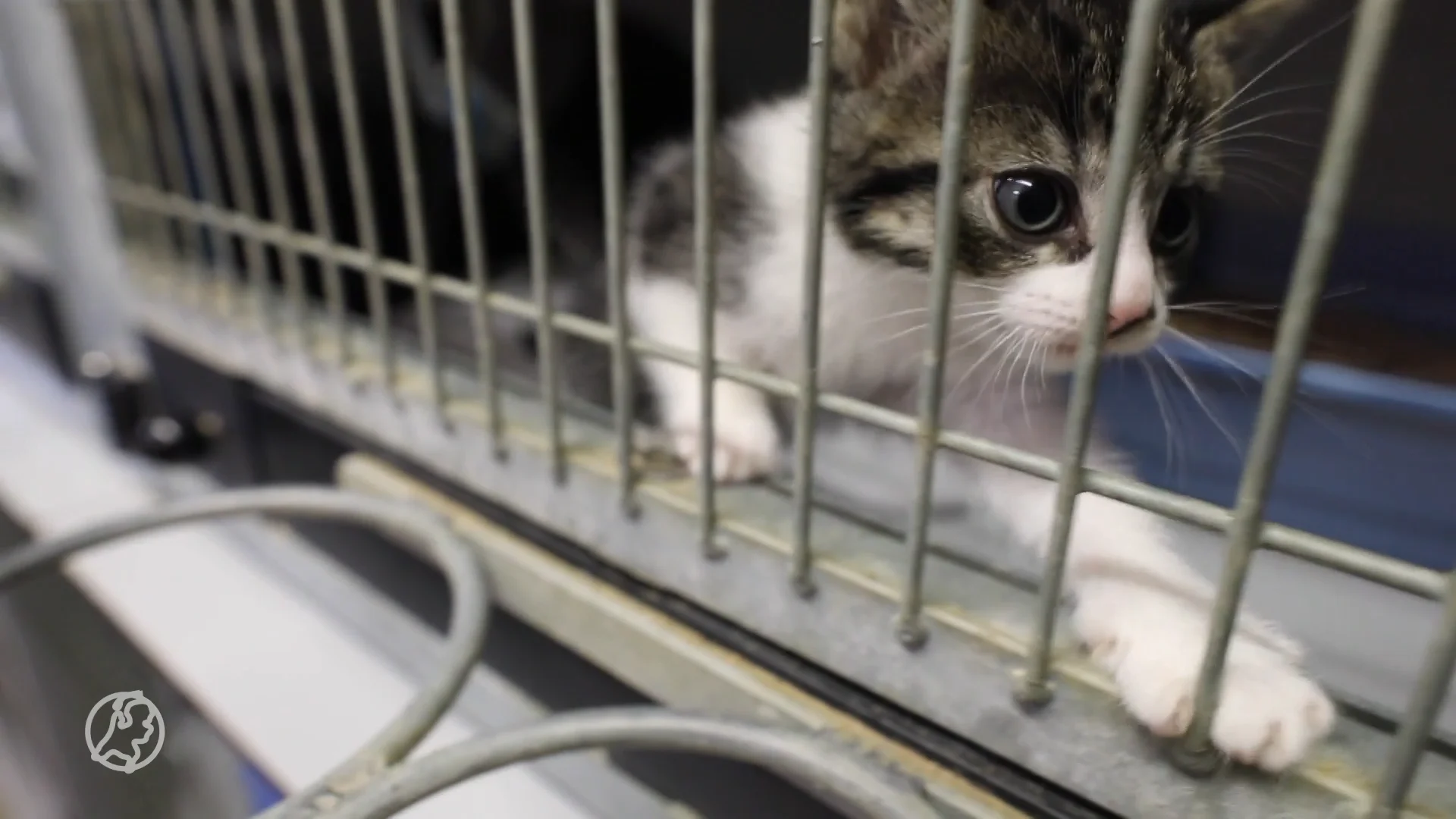 Vijf kittens gedumpt achter begraafplaats: 'Bewust hier neergezet'