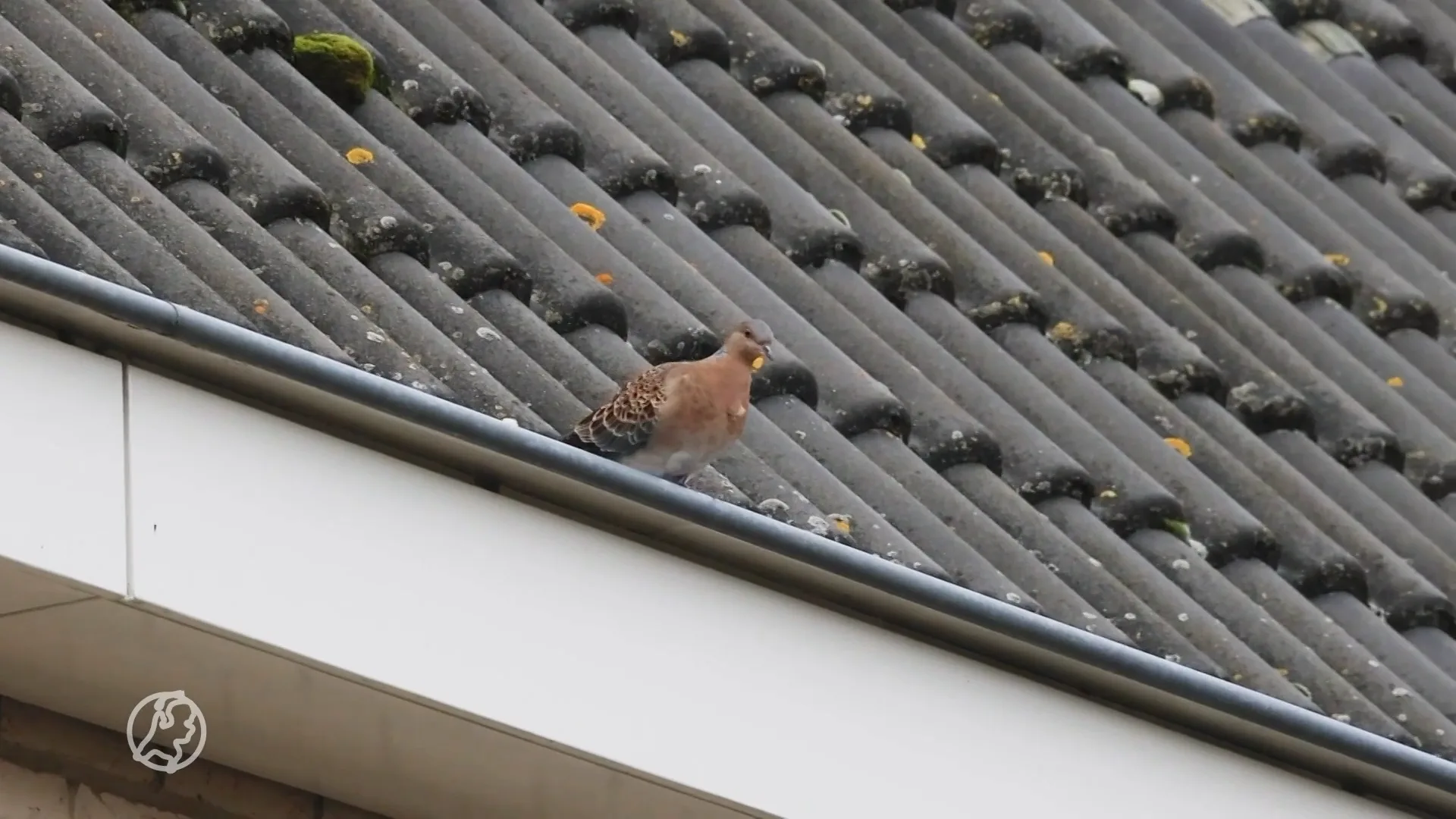 Zien: zeldzame Meenatortel trekt vogelspotters naar Sneek