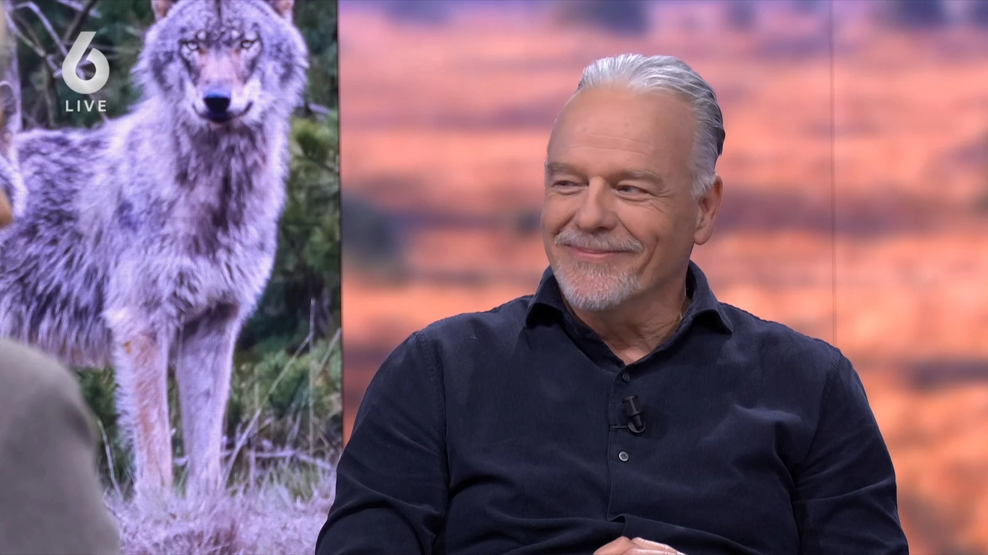 LTO Noord wil Duitse wolvenaanpak naar Nederland halen