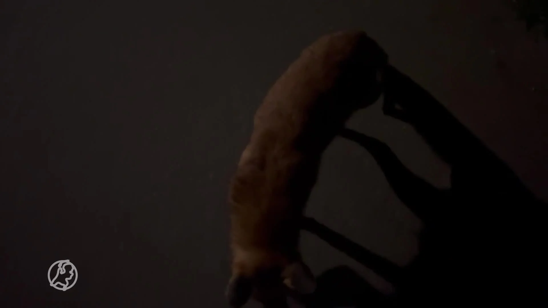 Tamme vos neemt kijkje bij voorbijgangers