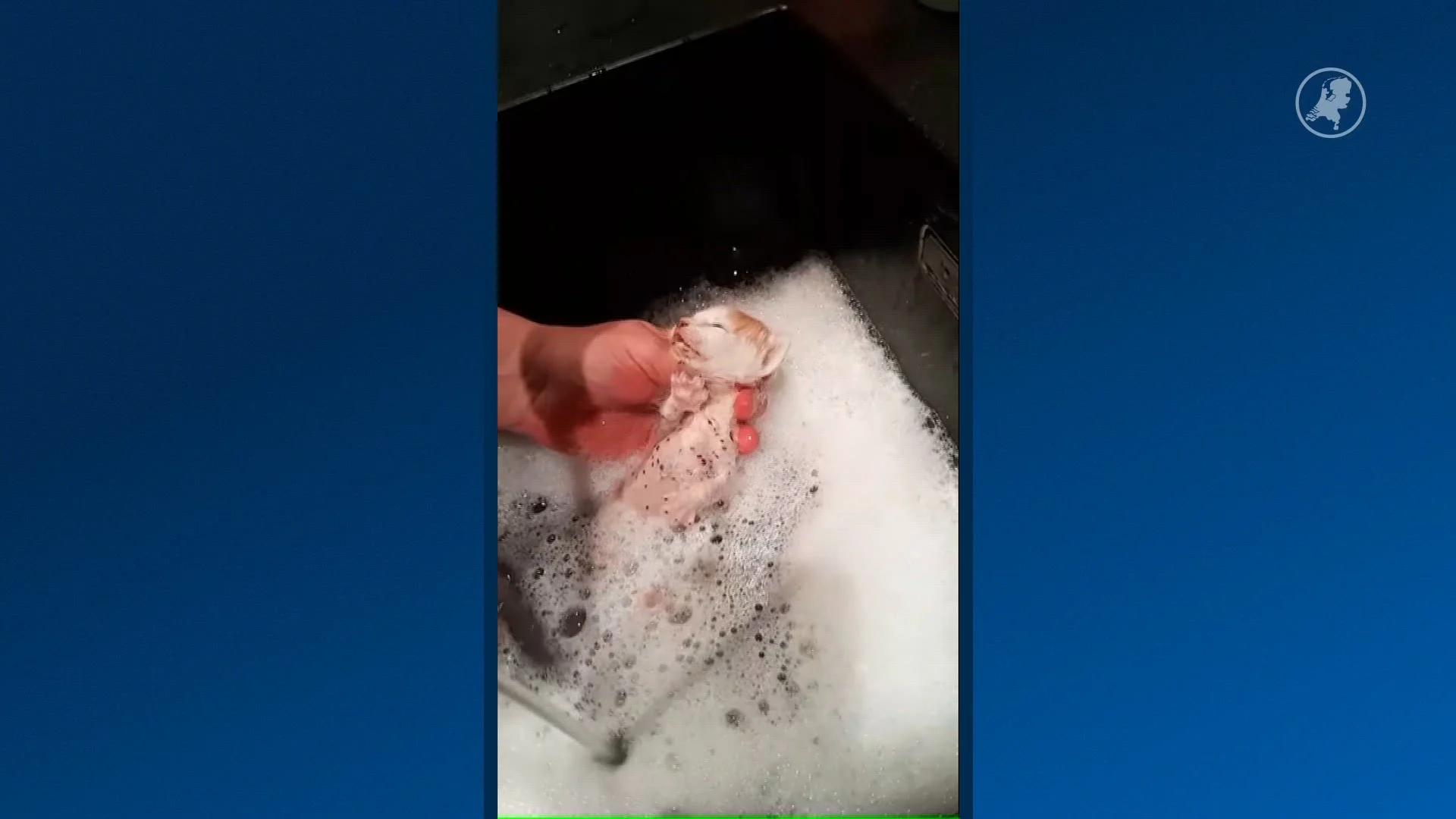 Gedumpte kittens gevonden in afgesloten doos, één overleden