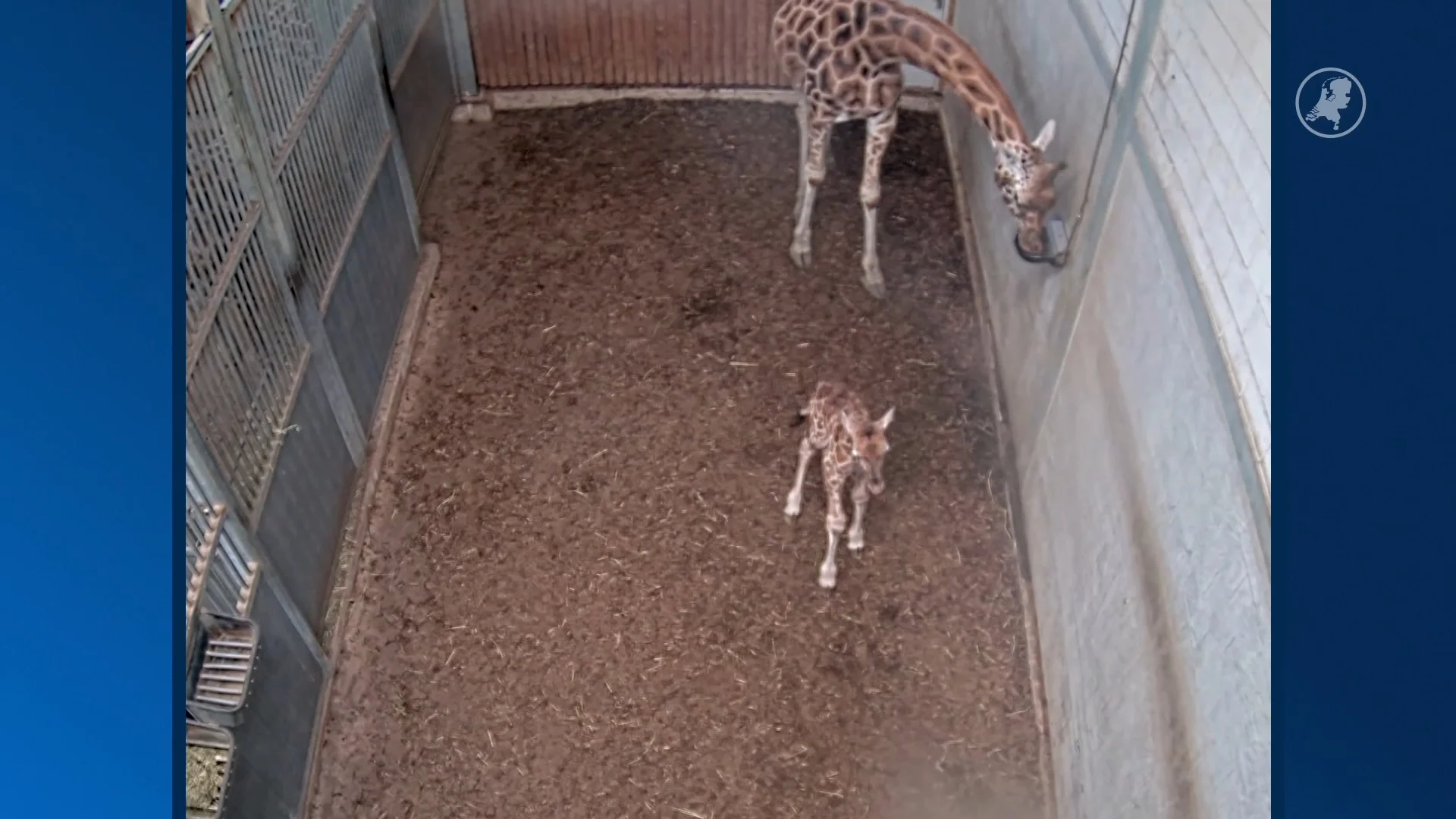 Blijdschap in Wildlands: babygiraf Kenyi geboren