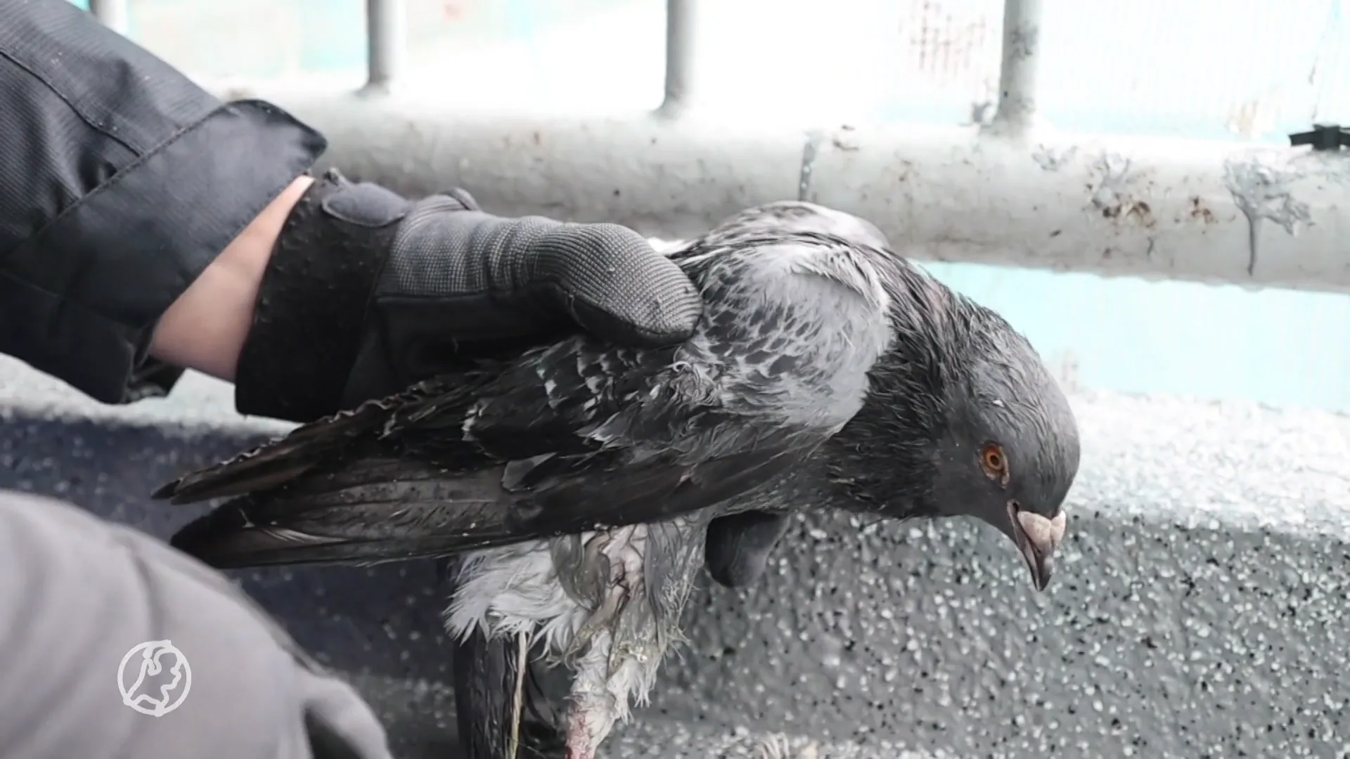 Duif vastgeplakt op balkon, dierenambulance moet vermoeide diertje redden