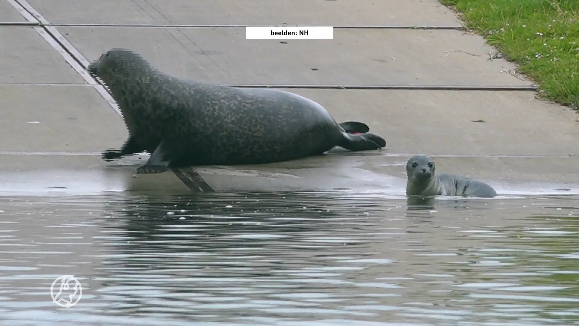 Zeehonden kapen de vis voor de neus weg van hengelvereniging: 'Ze horen hier niet thuis'