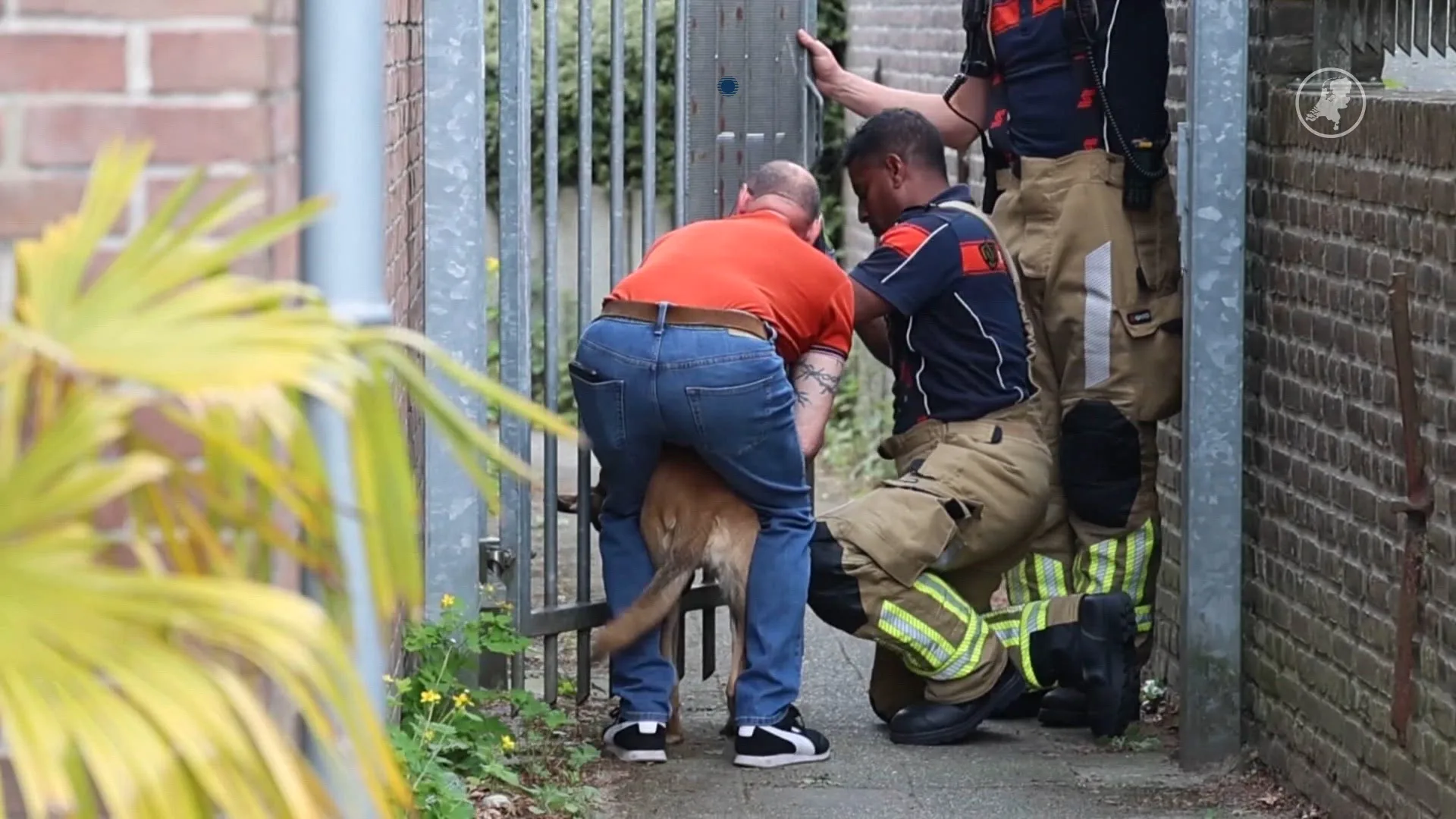 Hond vast tussen spijlen poort