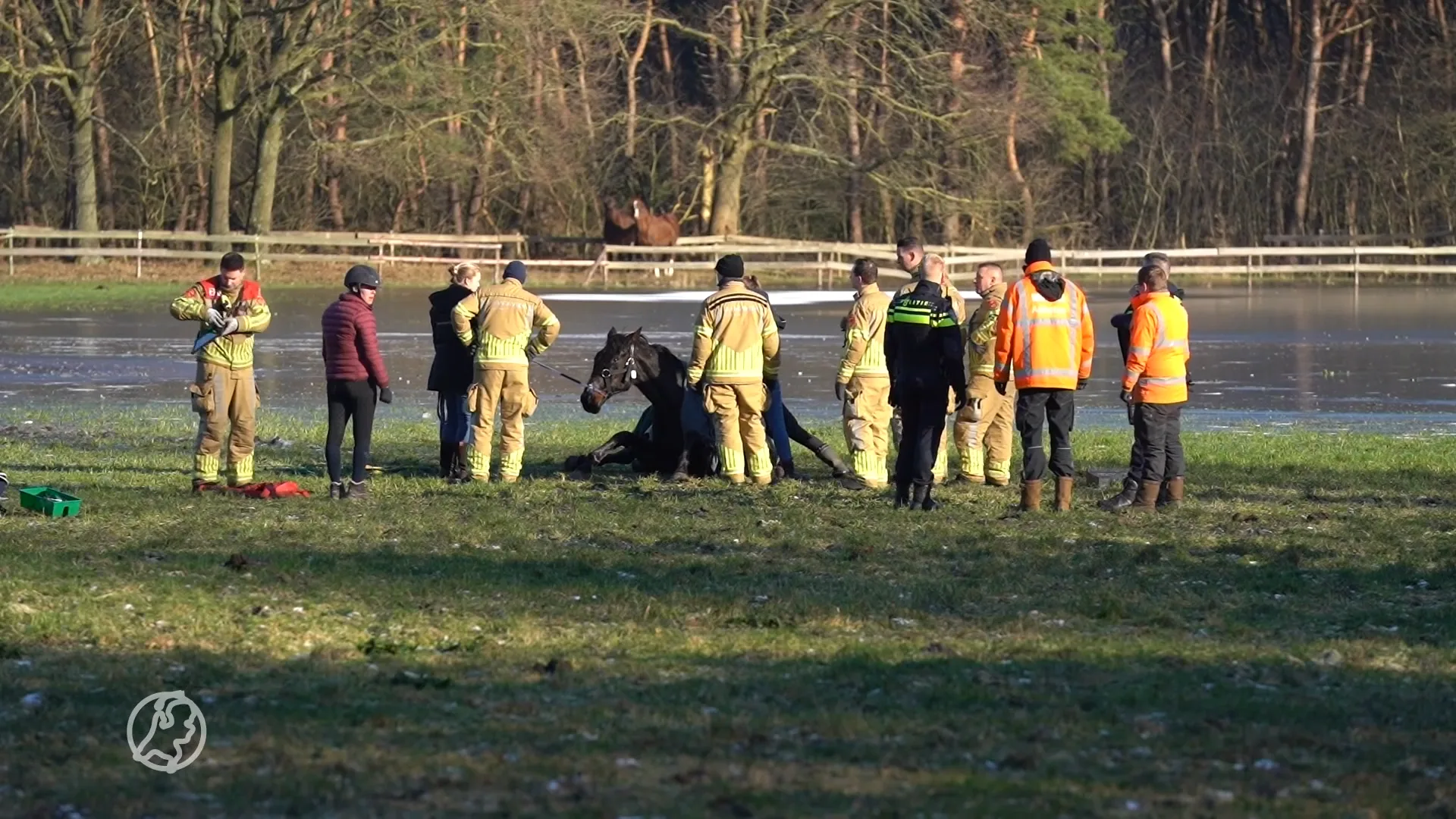 Brandweer haalt drachtig paard uit bevroren plas Weert