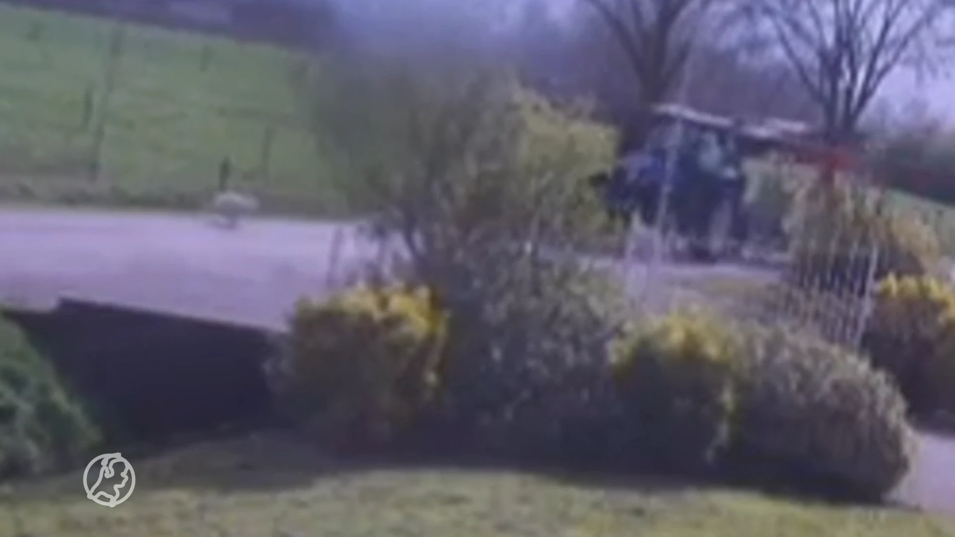 Schokkende beelden: bestuurder van trekker rijdt zwaan dood