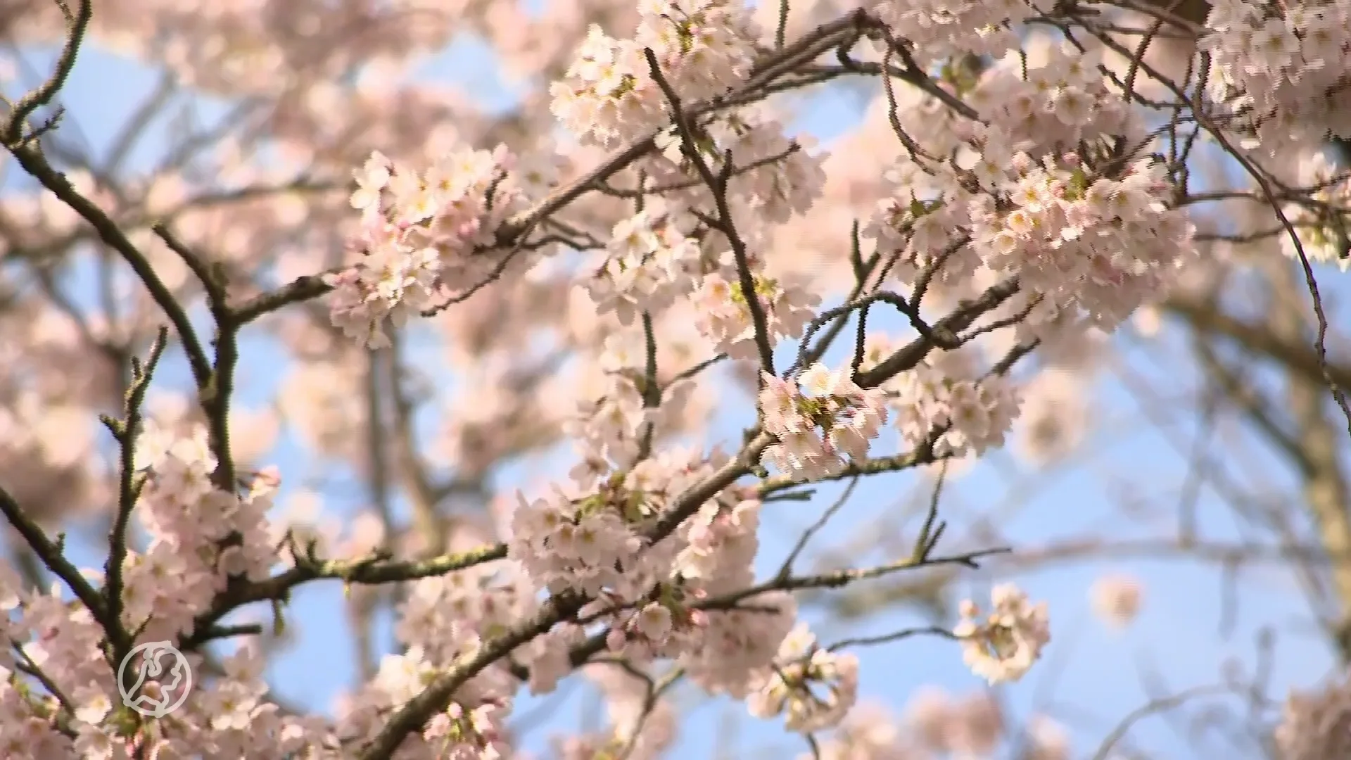 Genieten van de lentebloesem op warmste 14 maart sinds begin weermeting