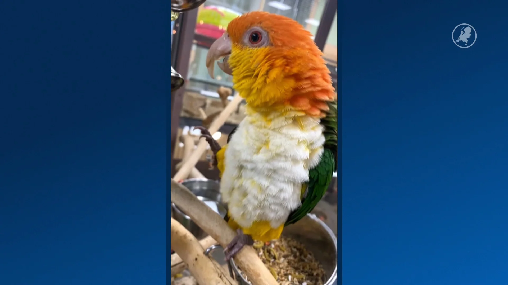 Buurtvogel Pino opnieuw gestolen door onverlaten